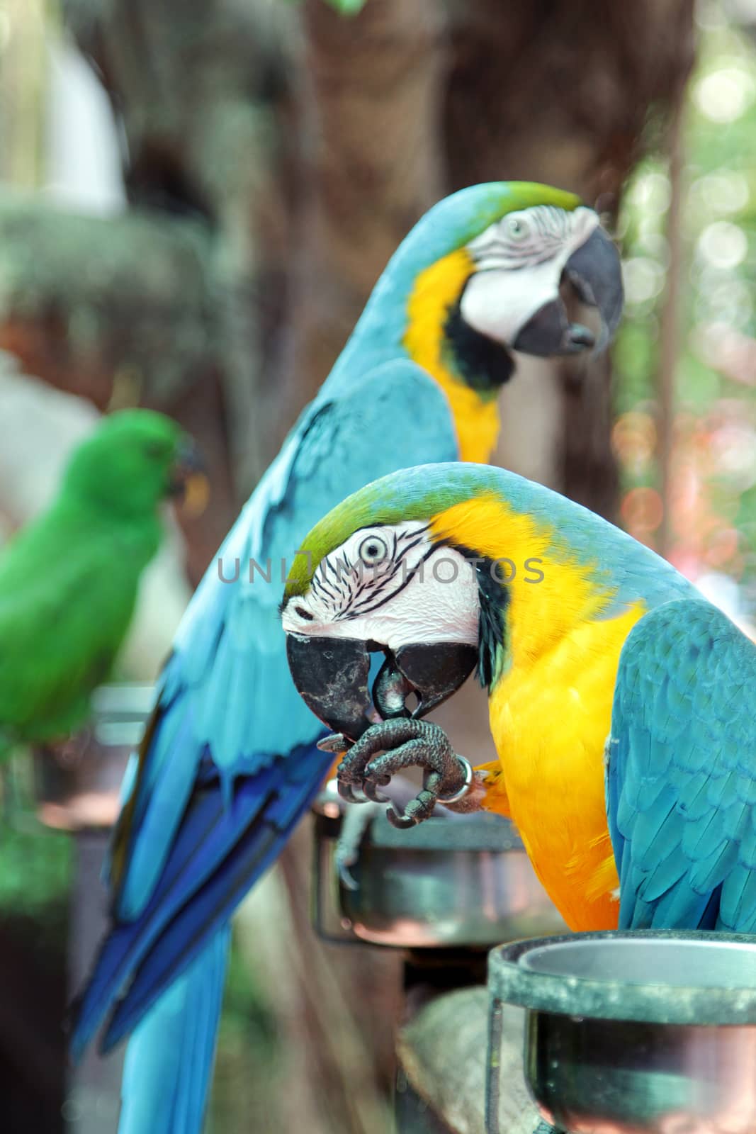 Colourful parrot birds