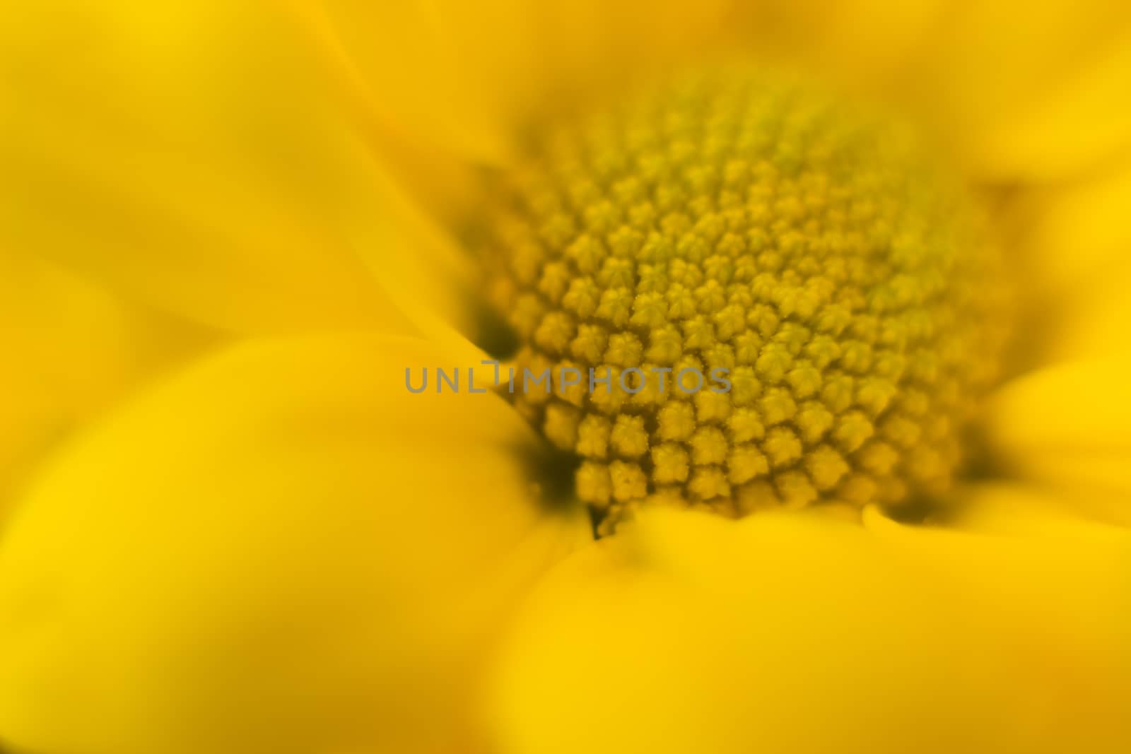 Simple yellow flower closeup with blurred petals