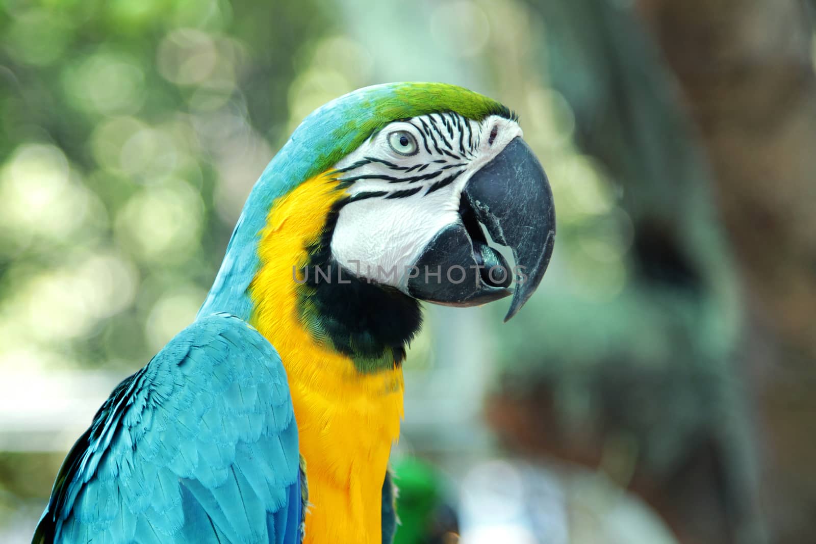 Colourful parrot bird by foto76