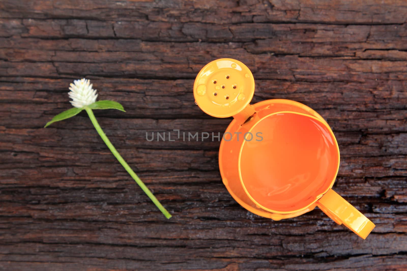 Orange watering can and globe amaranth