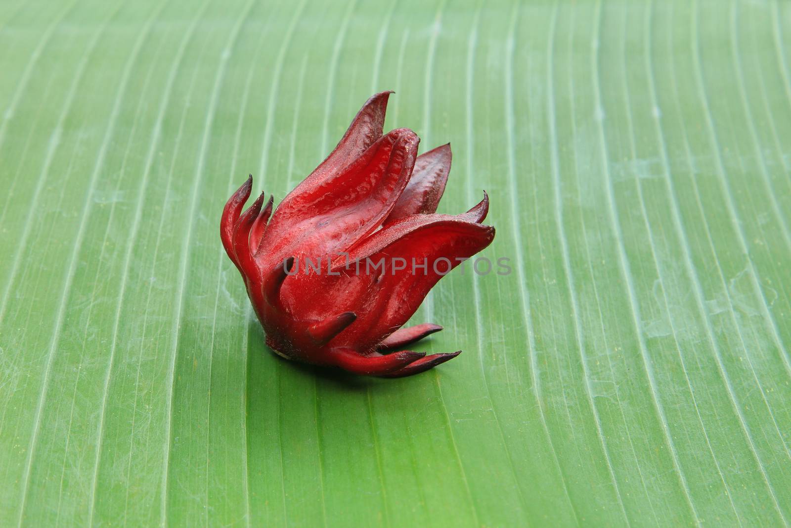 Roselle fruit on banana leaf by foto76