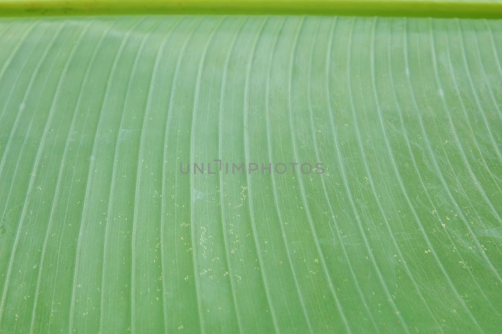 Banana leaf background with lines by foto76