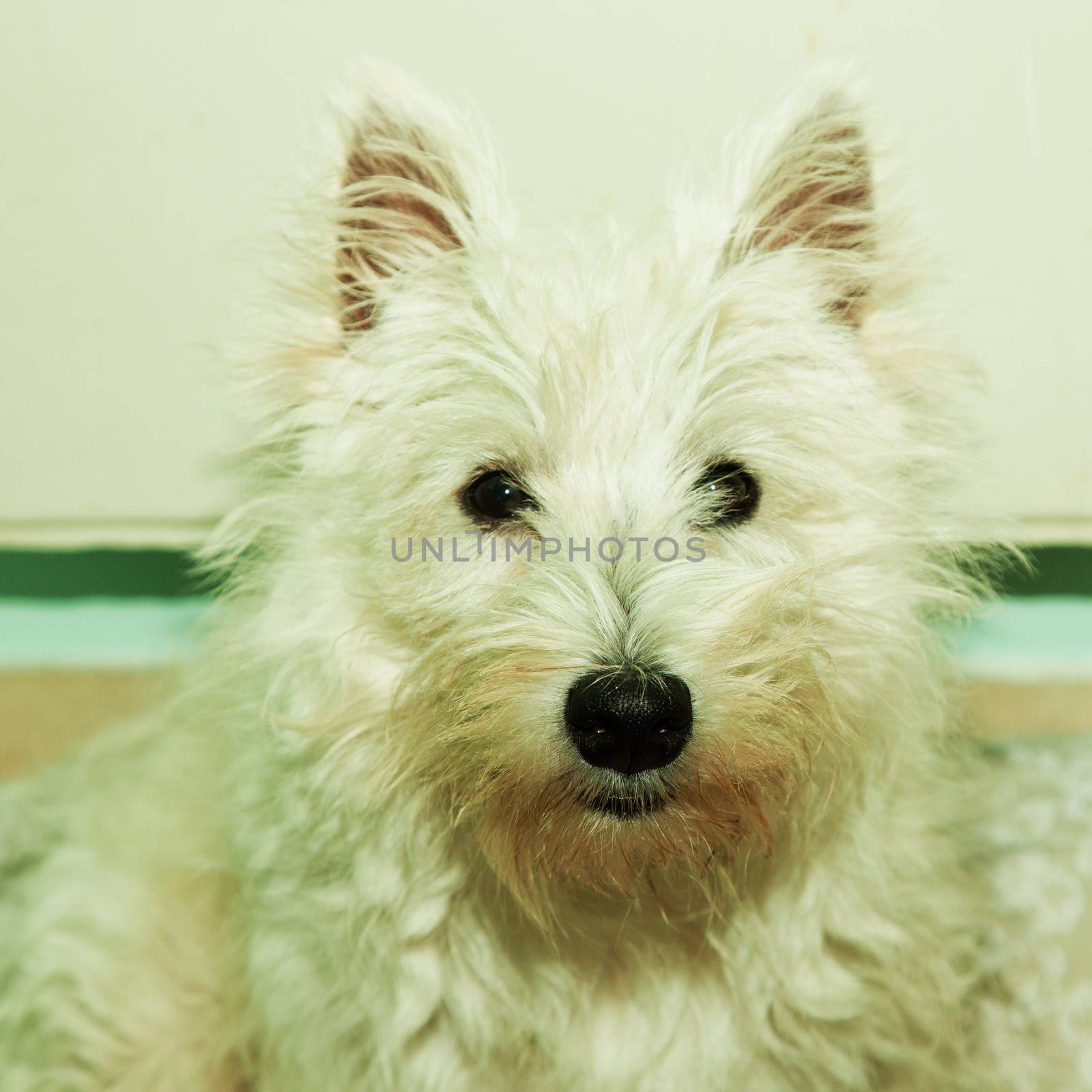 West Highlands Terrier in portrait, square image