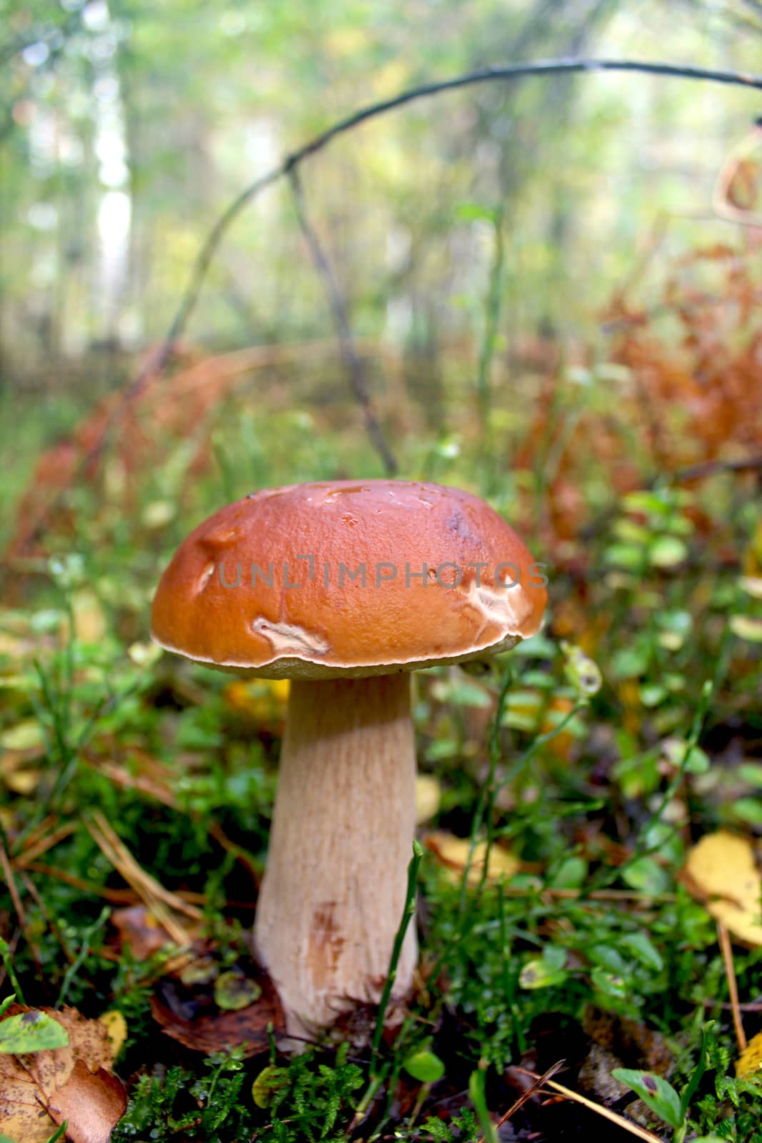 image of beautiful and small cep in the grass
