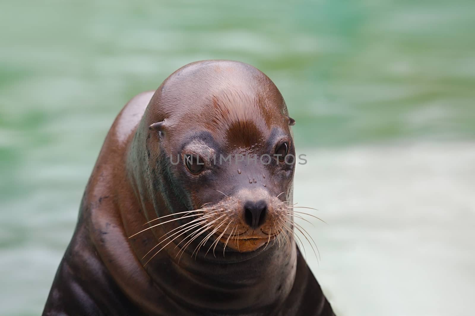 Seal Closeup by Gudella