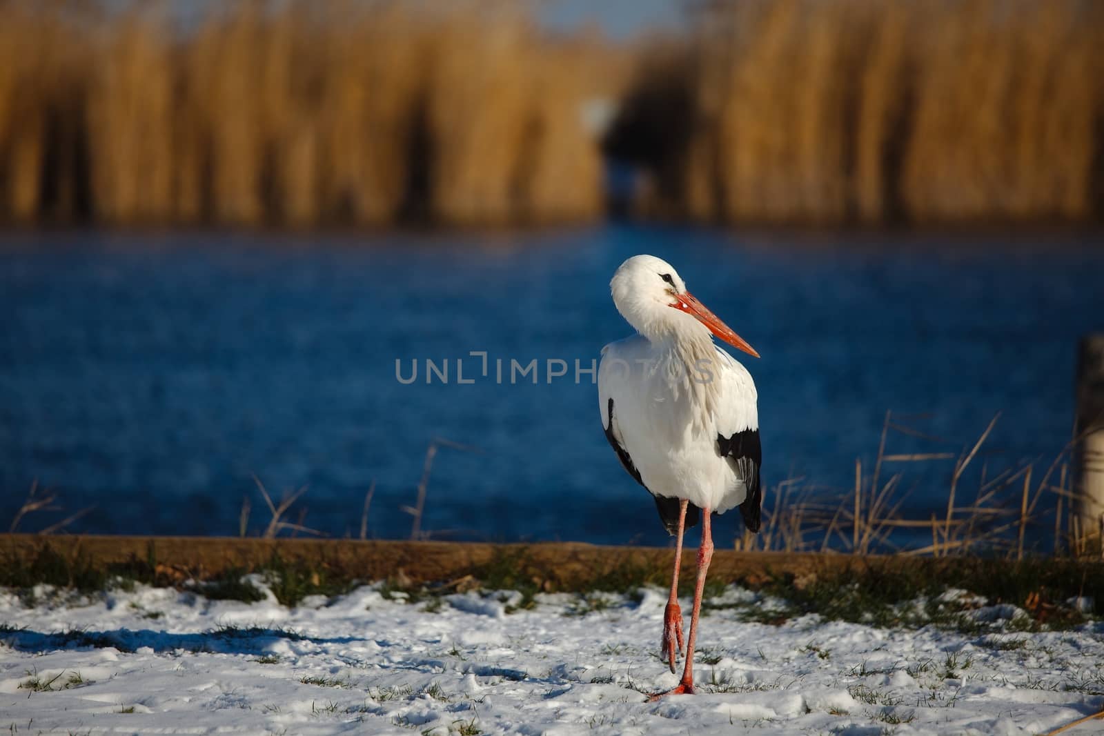 Stork in the snow, staying for winter