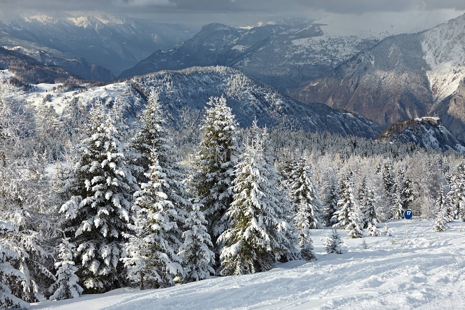 Snowy pine trees on a winter landscape