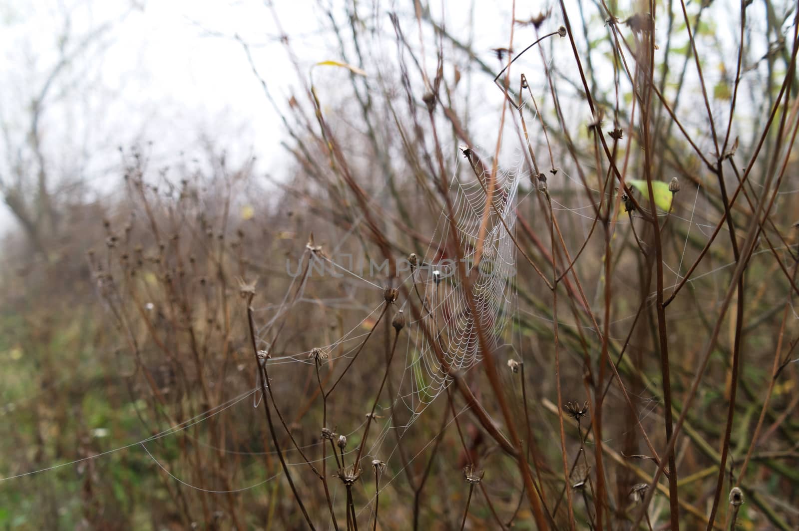 cobweb on a twigs by zjyslav