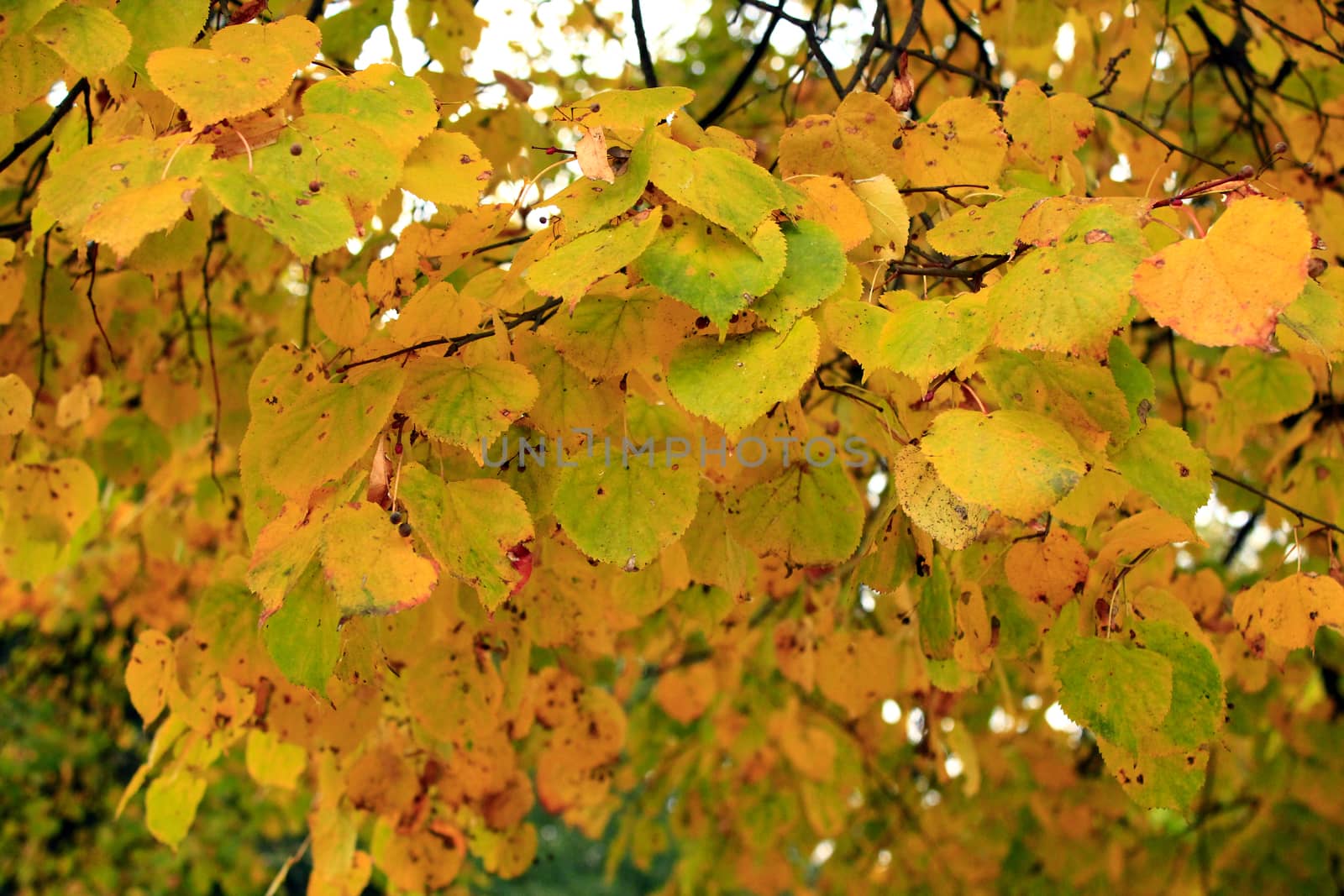 beautiful autumn yellow leaves hanging on the tree