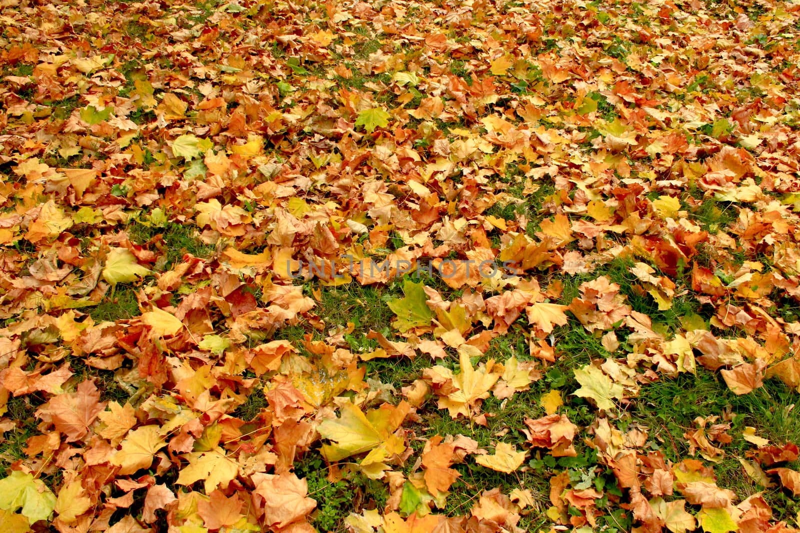 Autumn park with beautiful yellow leaves on the ground