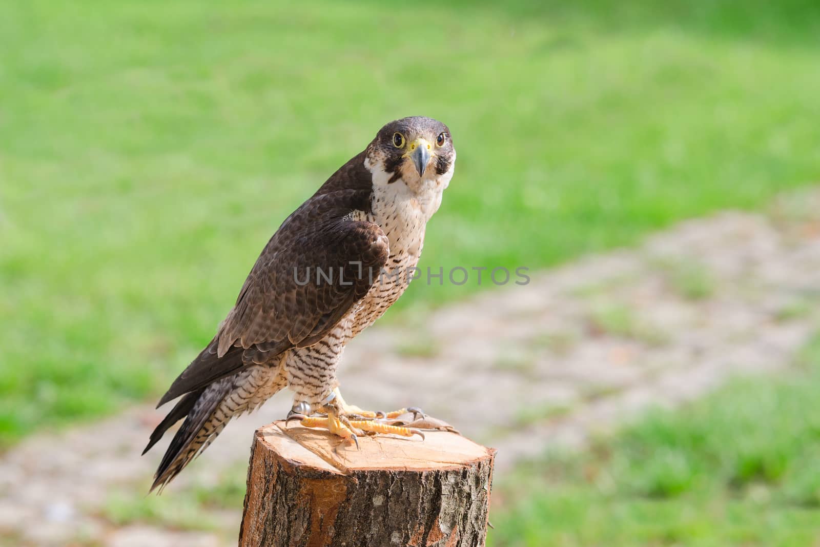 Tamed and trained for hunting fastest bird predator falcon or hawk perched on stump and staring into the camera lens