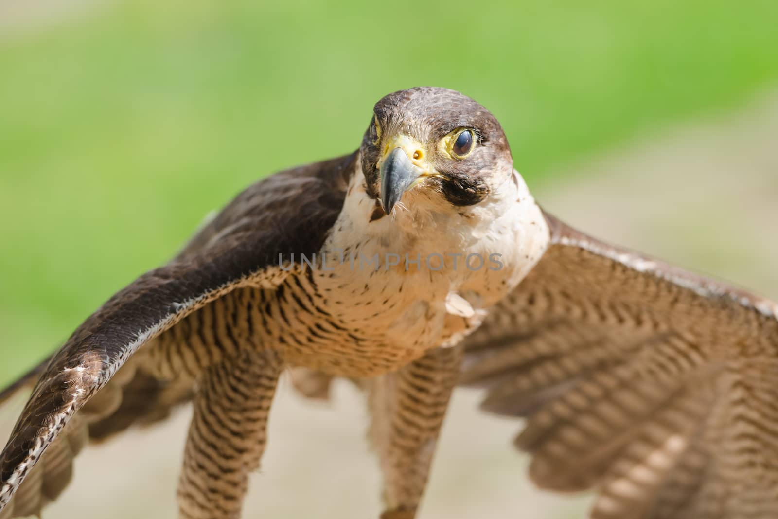 Small but fast predator wild bird falcon or hawk with spread wings close up shot