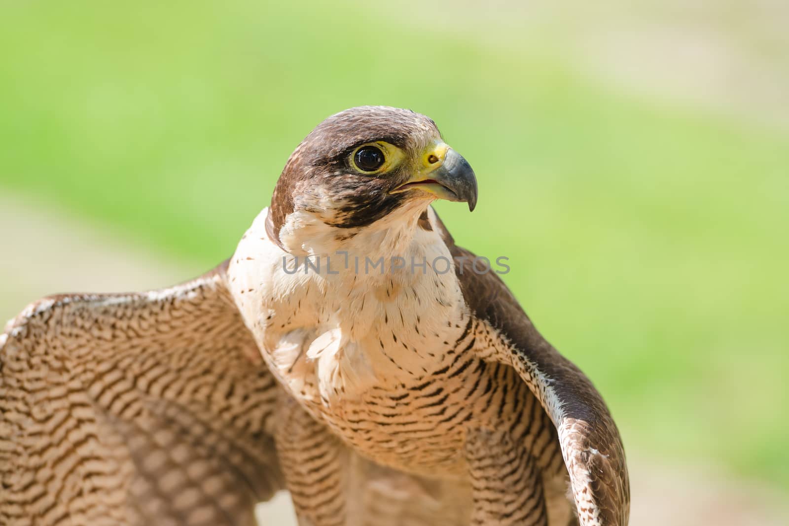 Small and fastest raptor bird peregrine or accipiter with spread wings against green sward background