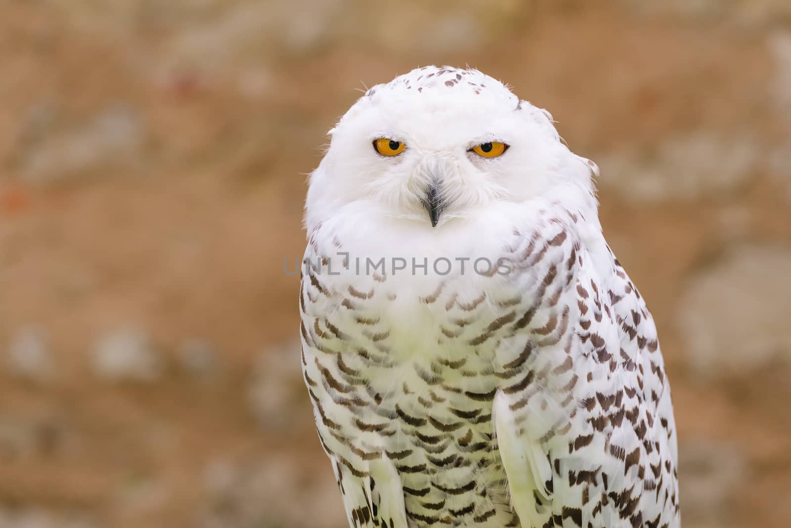 Portrait of wild silent raptor bird white snowy owl gazing at the camera lens with yellow eyes