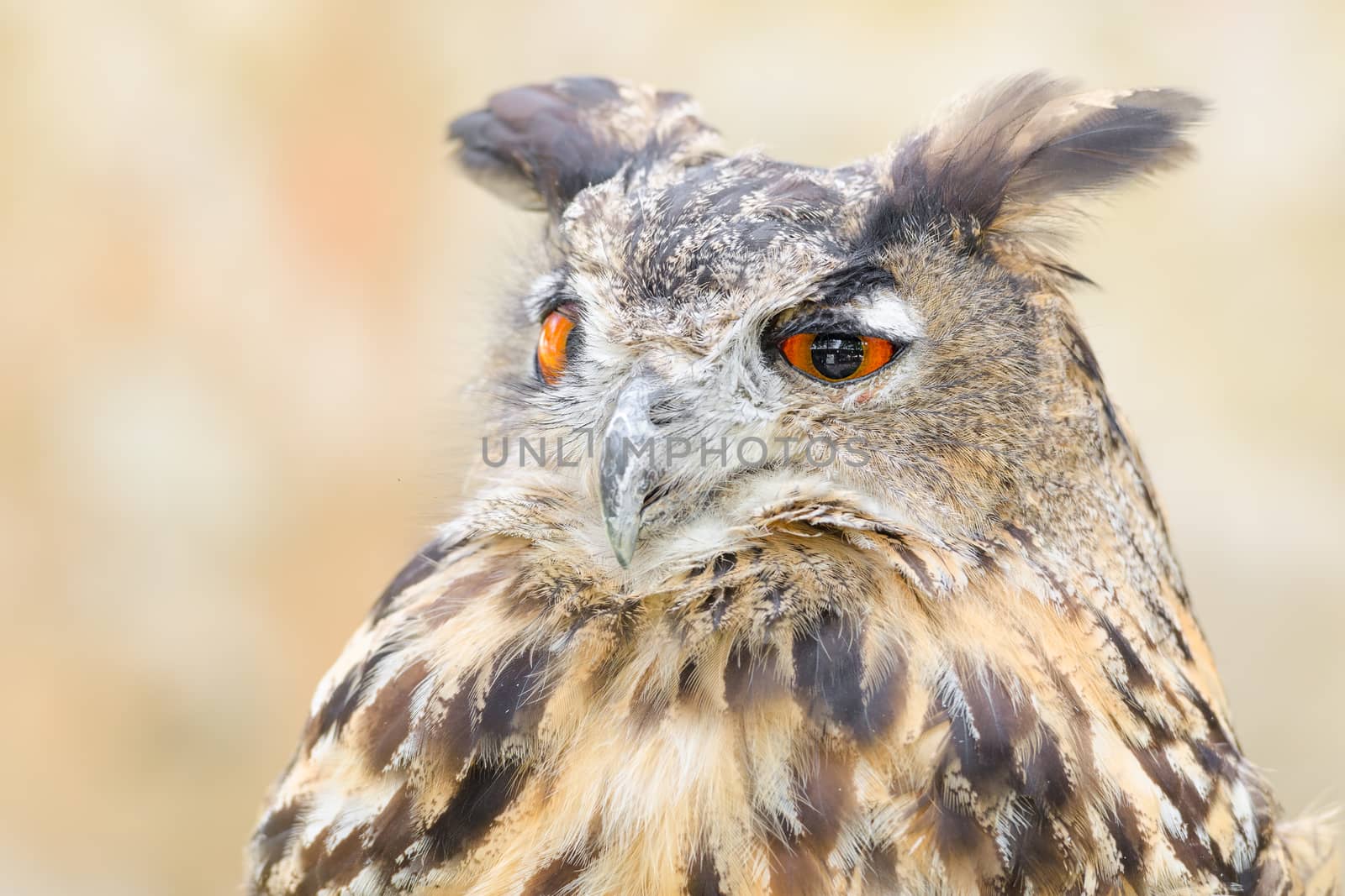 Bubo or eagle-owl bird quiet night hunter close up portrait against blurred background