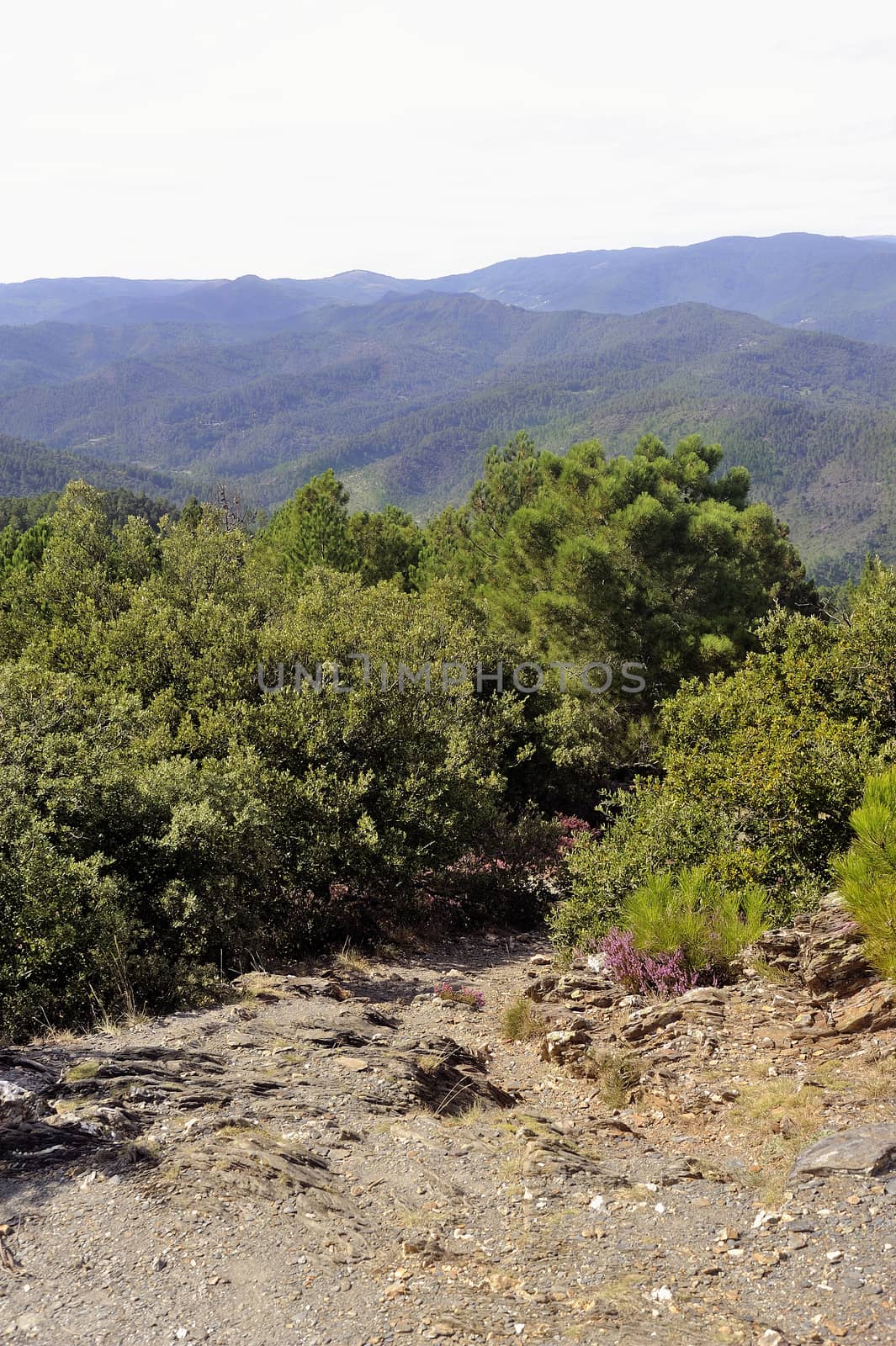 Nature in the mountains of the Cevennes by gillespaire