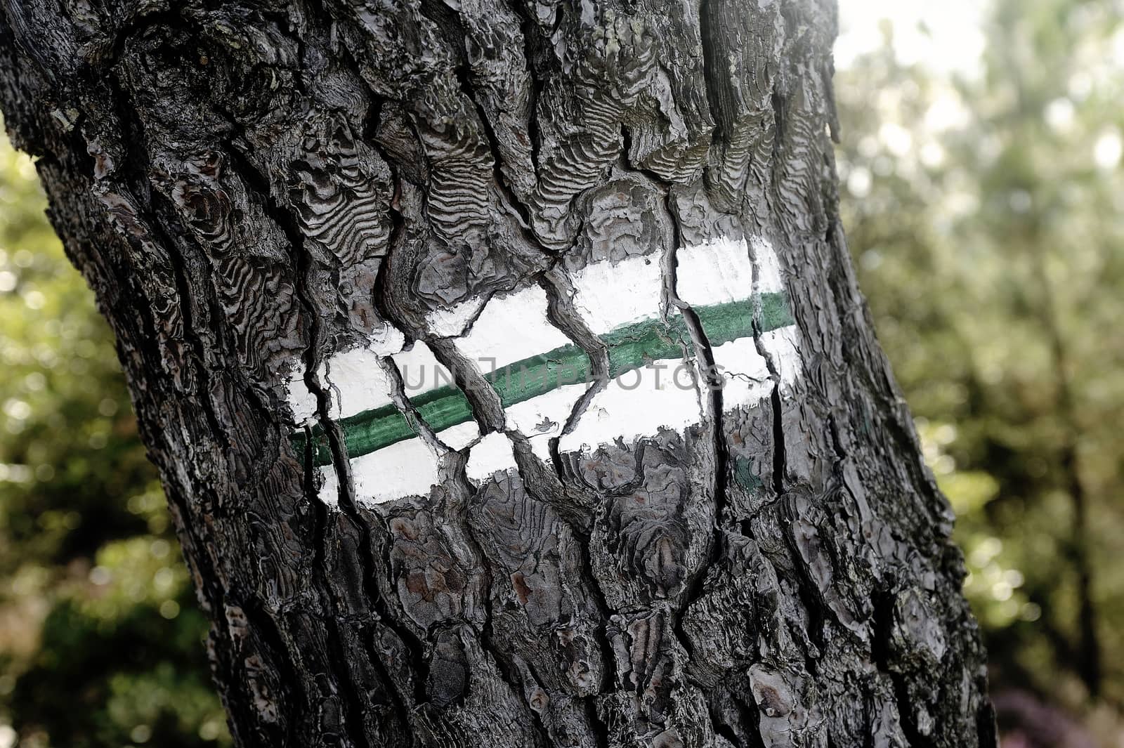 Tagging hiking path to the green and white paint on a tree trunk.