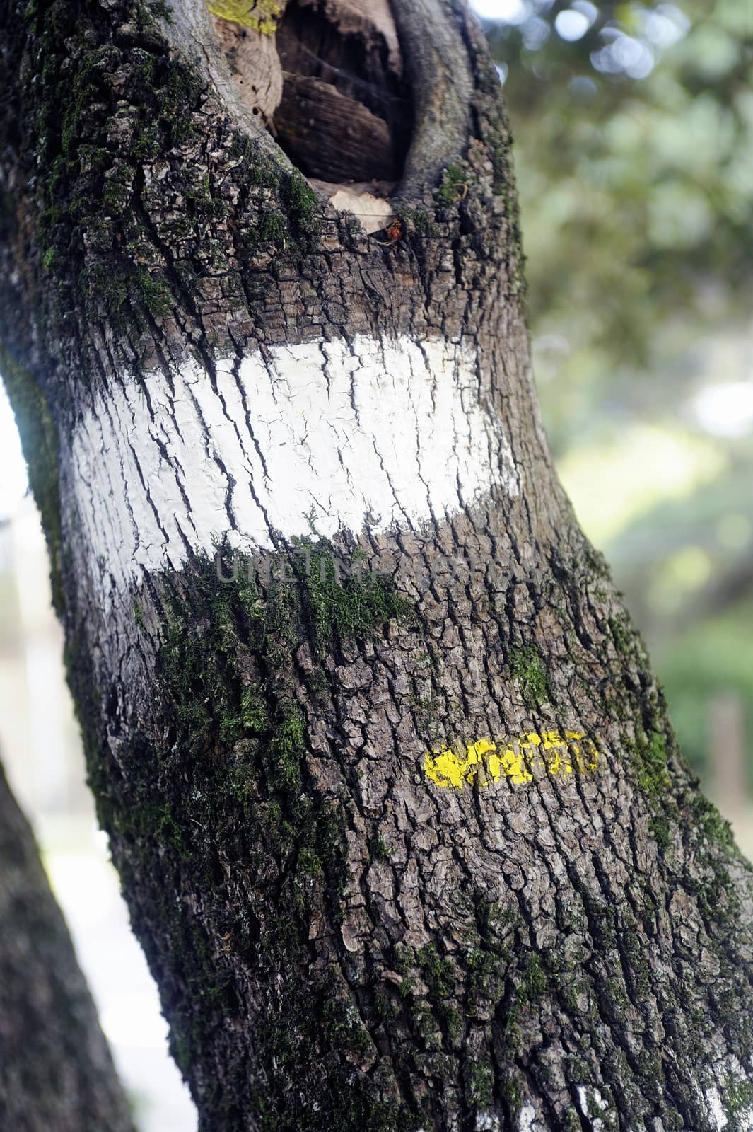 Tagging hiking trail to the yellow and white paint on a tree trunk.