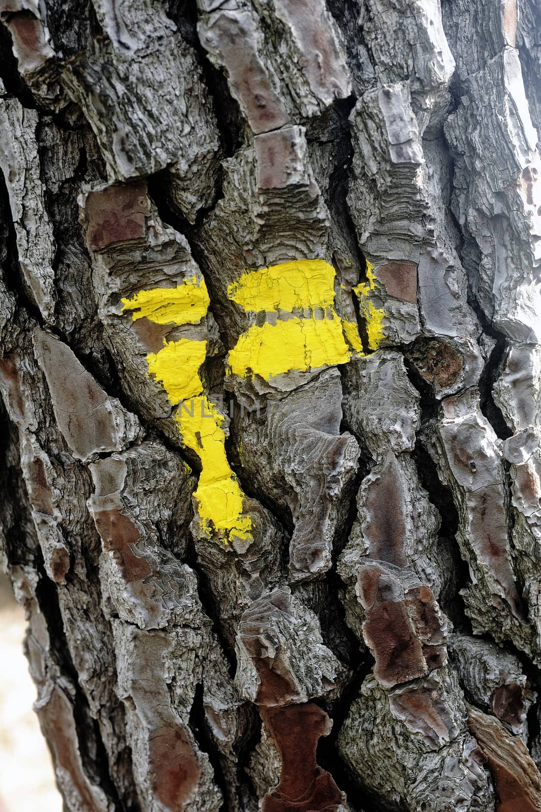 Tagging footpath with yellow paint on a tree trunk to indicate a change of direction.