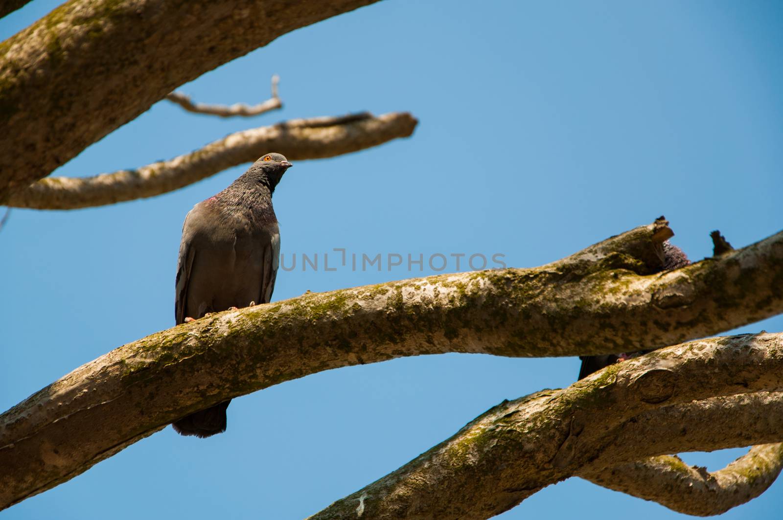 A Bird on Branch by gnoktaemre