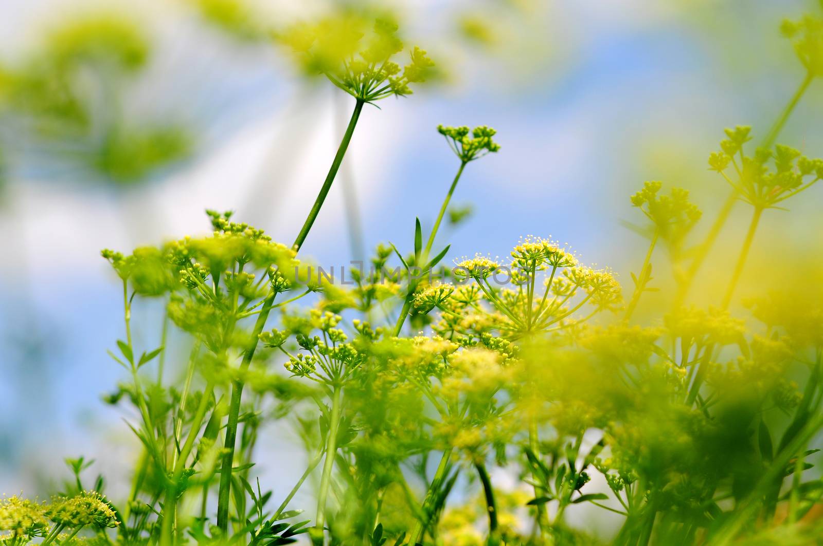 Colorful Yellow Plant by gnoktaemre