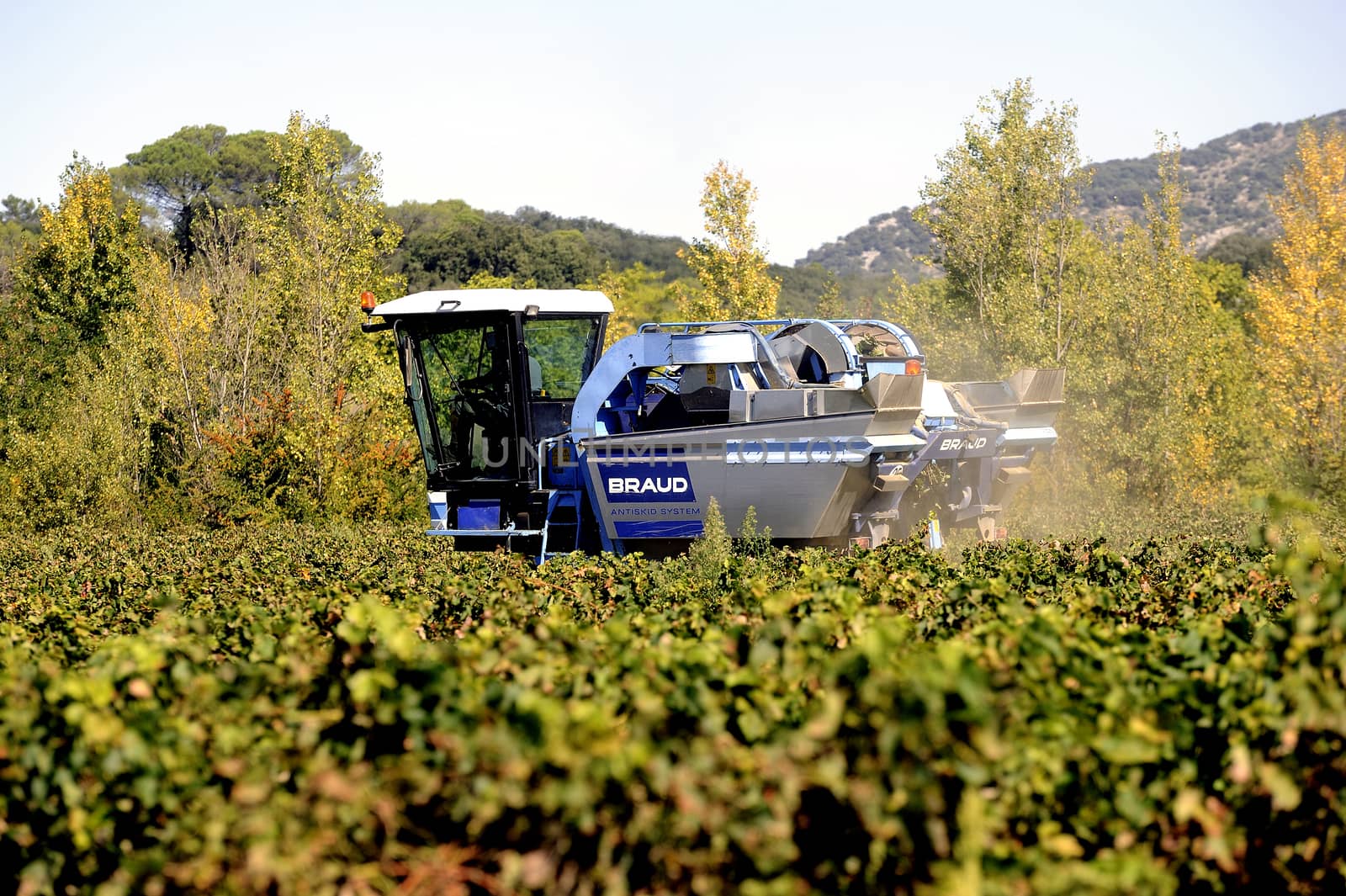 The harvest with machines to harvest the grapes in France in the department of Gard.