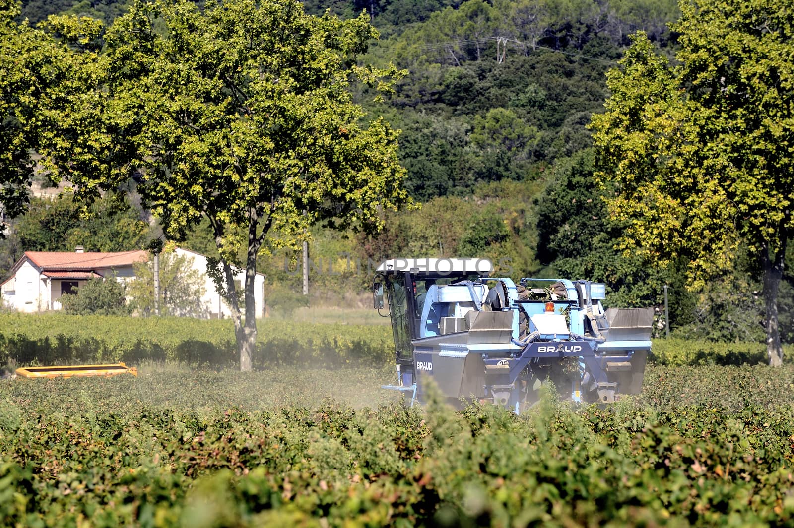 The harvest with machines to harvest the grapes in France in the department of Gard.