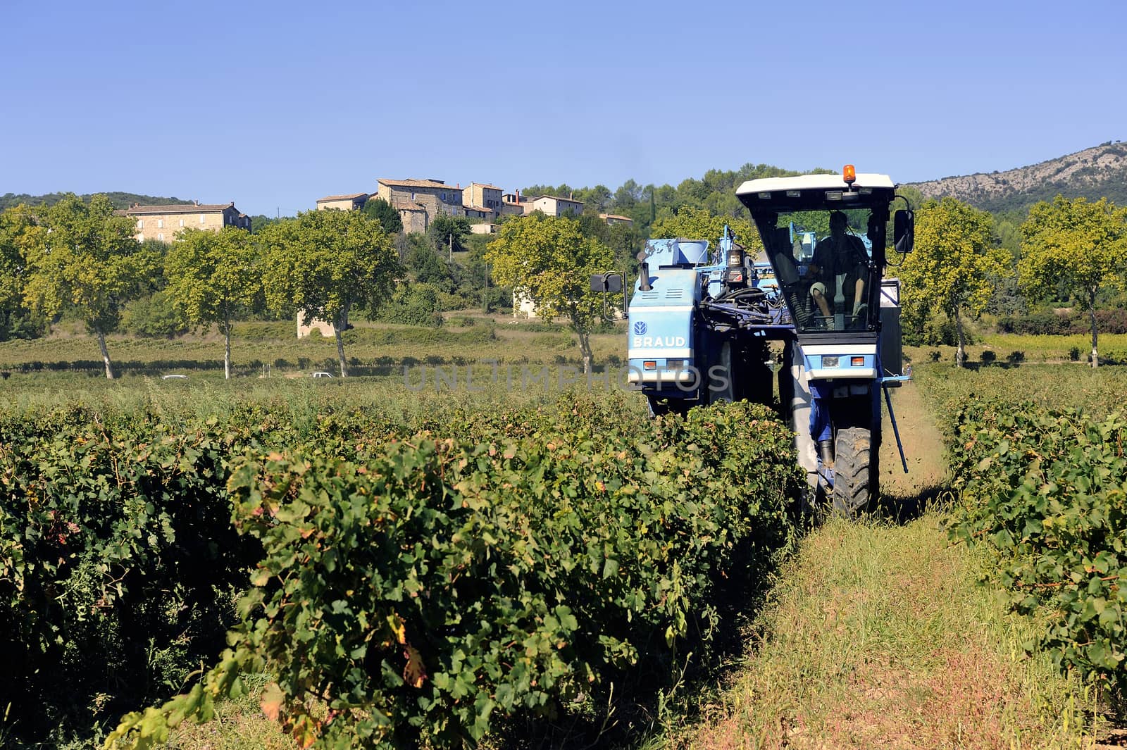 The harvest with machines to harvest the grapes in France in the department of Gard.