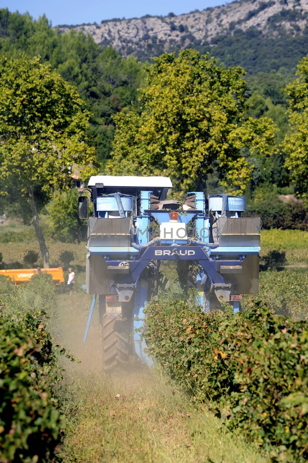 The harvest with machines to harvest the grapes in France in the department of Gard.