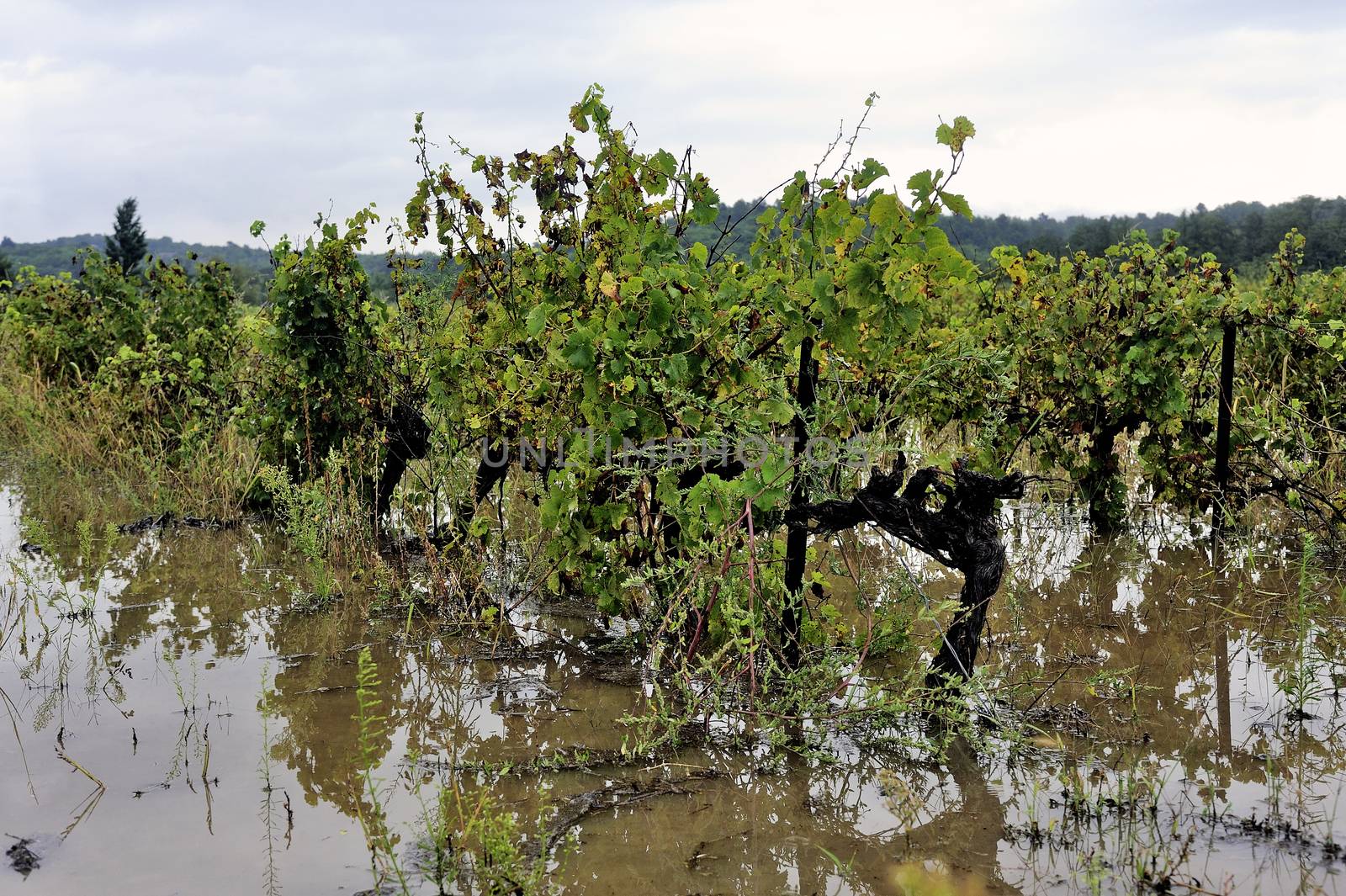 Flood vines by gillespaire