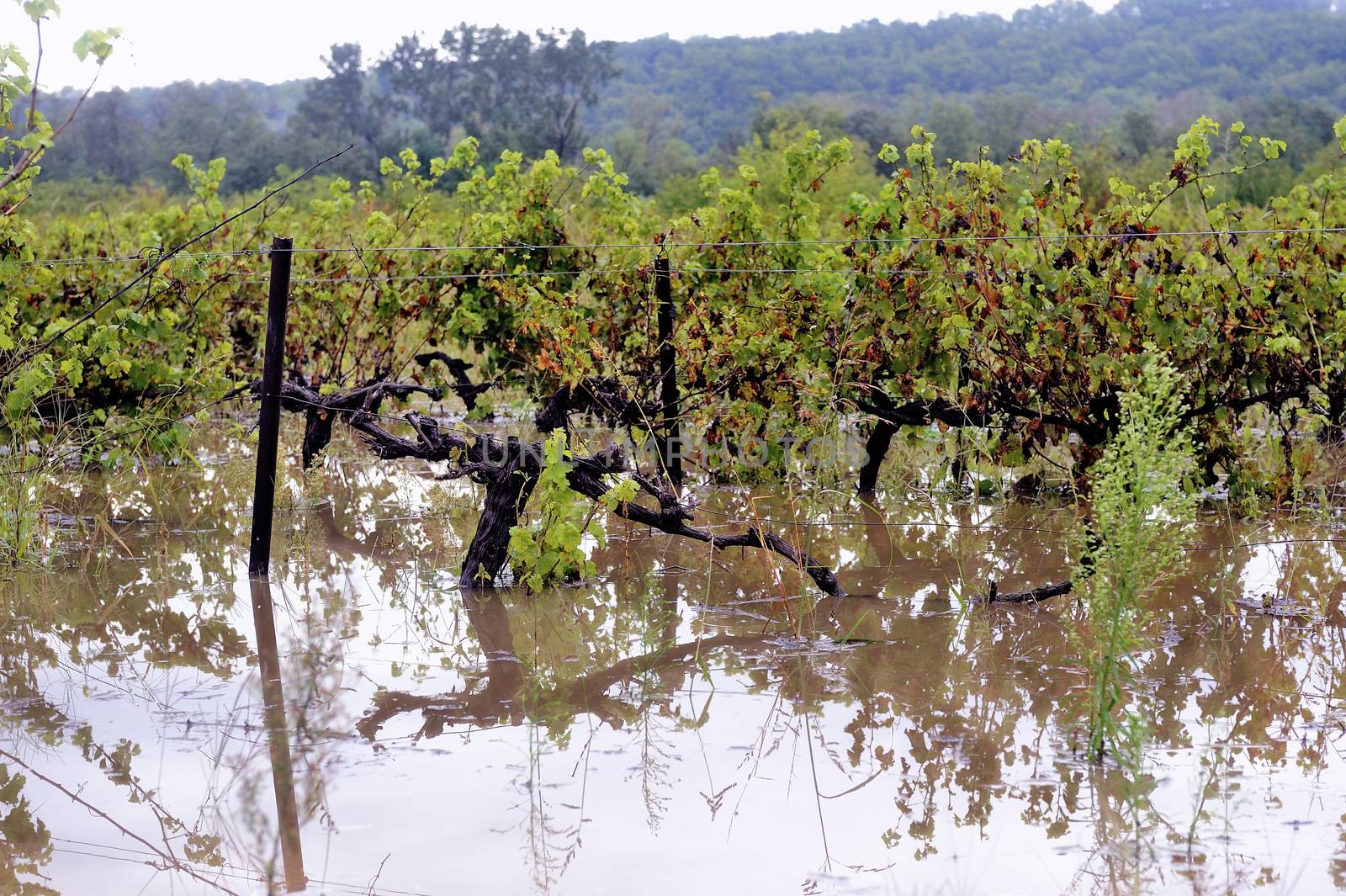 Flood vines in France in the department of Gard.