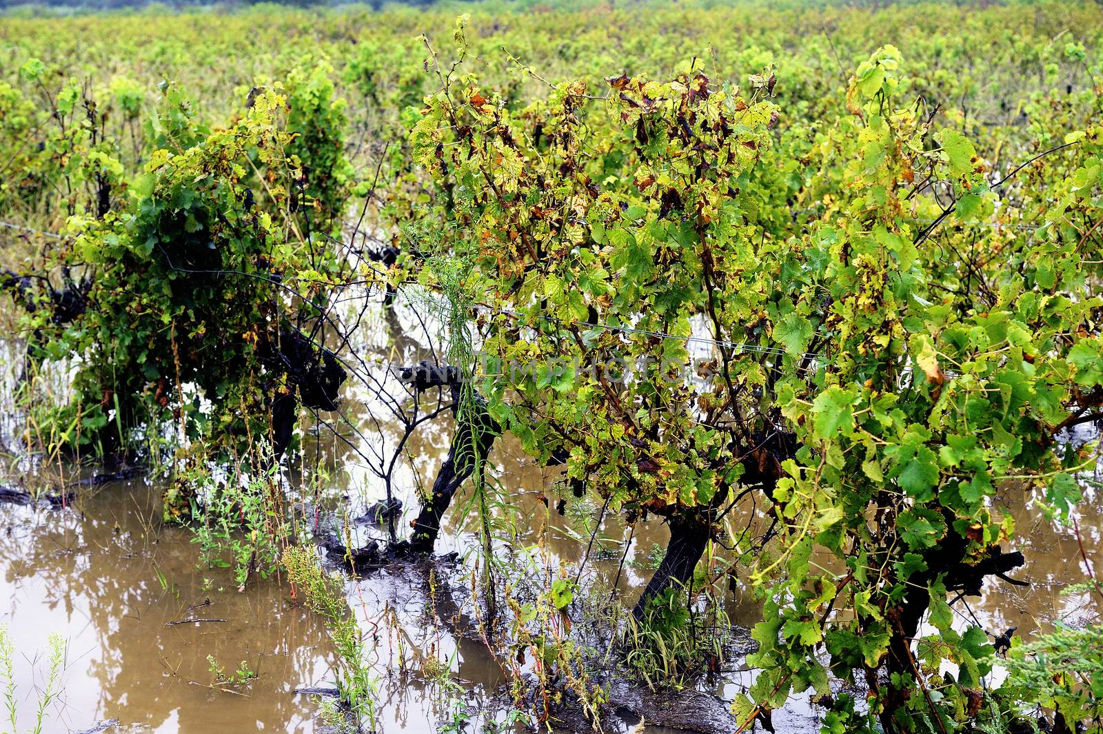 Flood vines in France in the department of Gard.