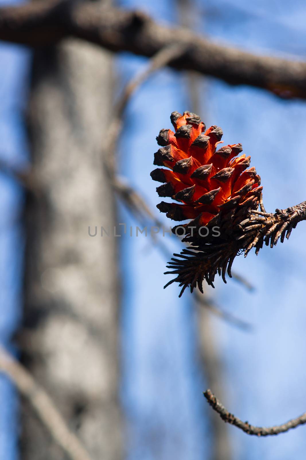 Extraordinary Forest Tree Pine Cone After Fire by ChrisBoswell