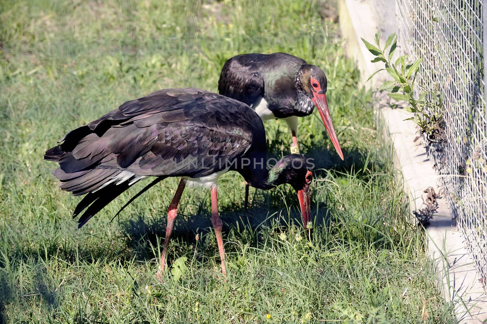 Black Storks by gillespaire