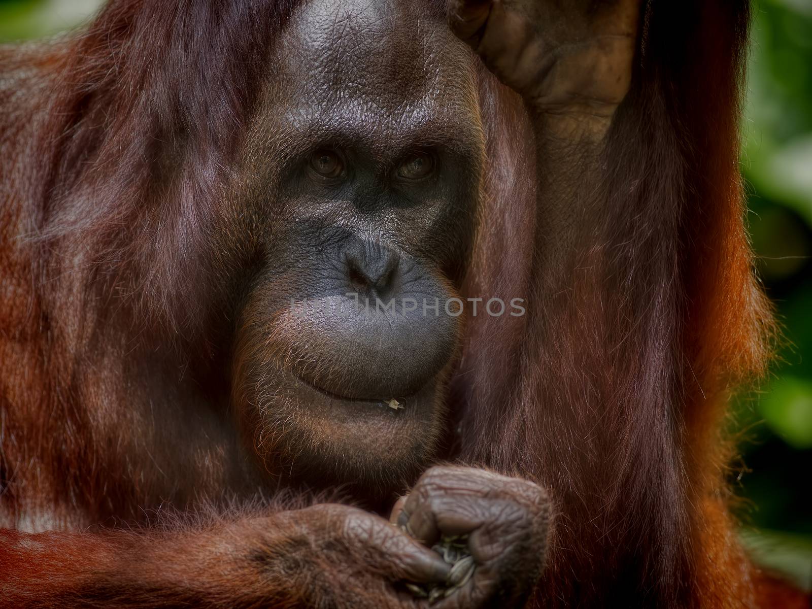 Orangutan in the jungle of Borneo, Malaysia