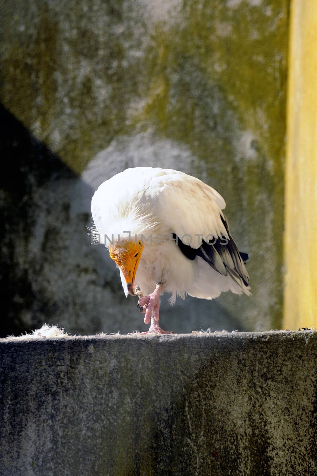 White vulture bird park of Saintes-Maries-de-la-Mer in the Camargue.