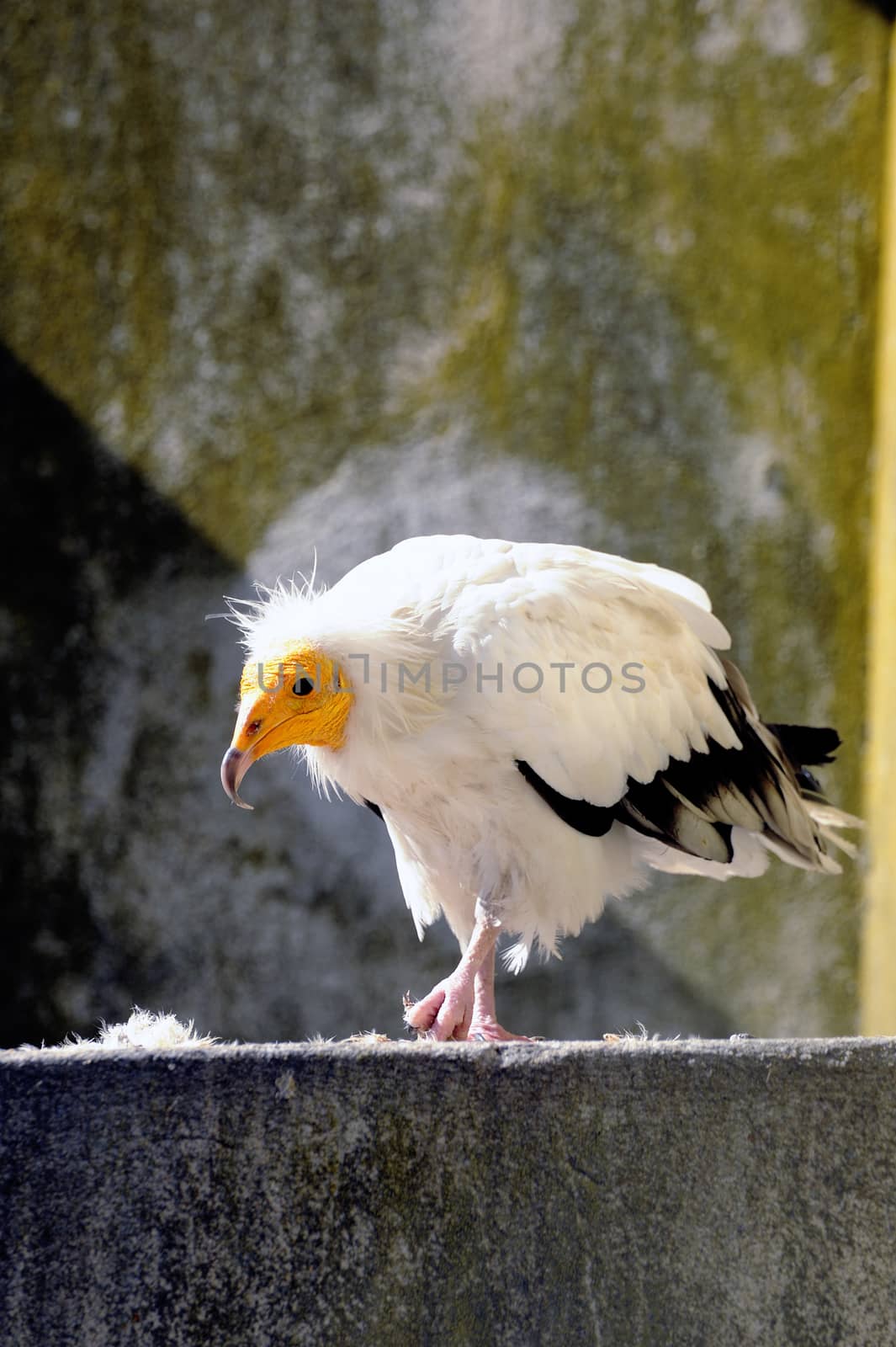 White vulture bird by gillespaire