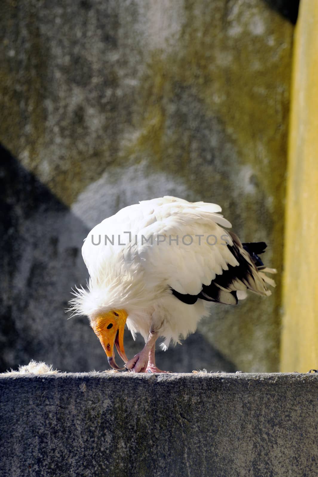 White vulture bird by gillespaire