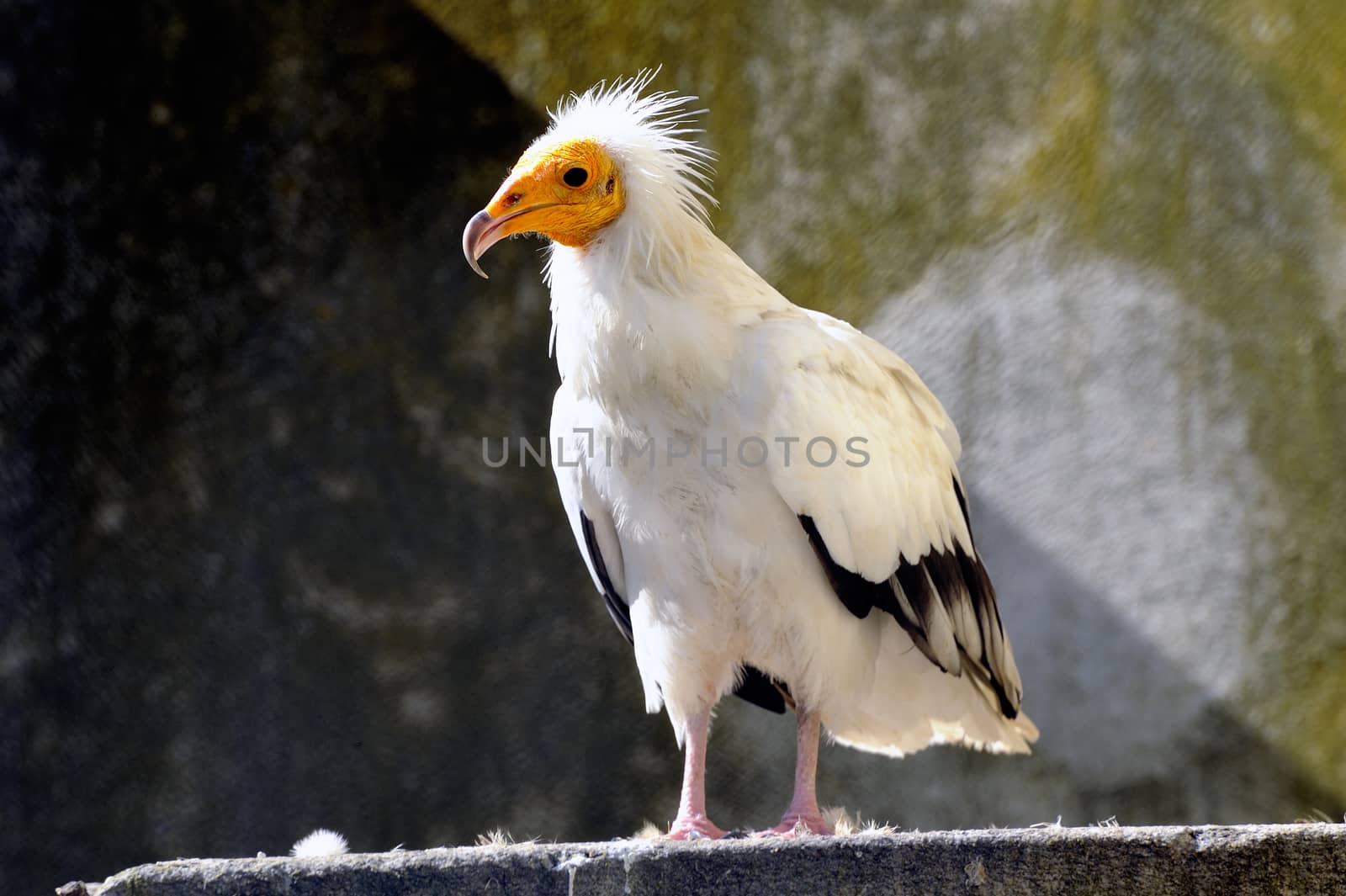 White vulture bird park of Saintes-Maries-de-la-Mer in the Camargue.