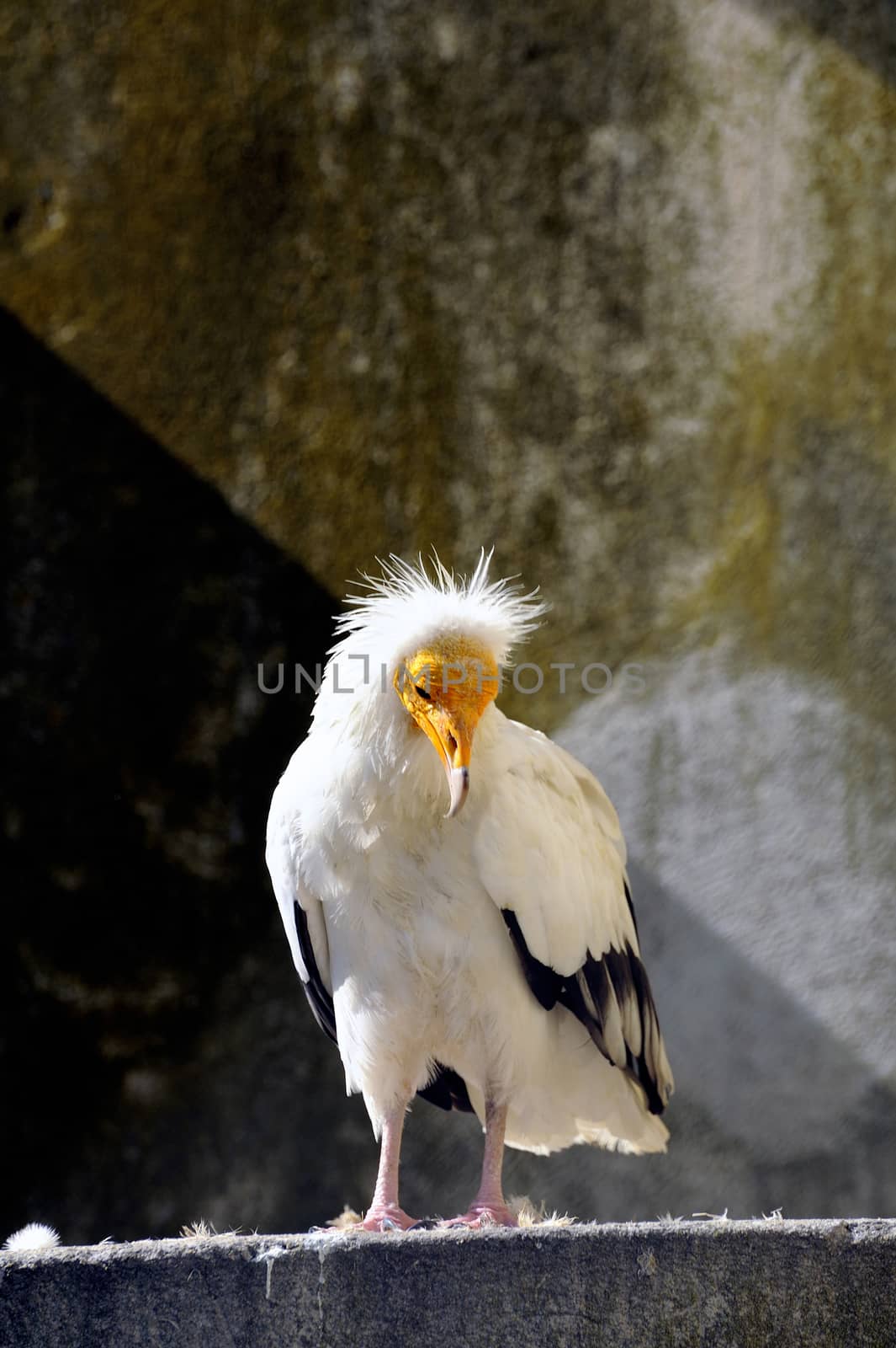 White vulture bird by gillespaire