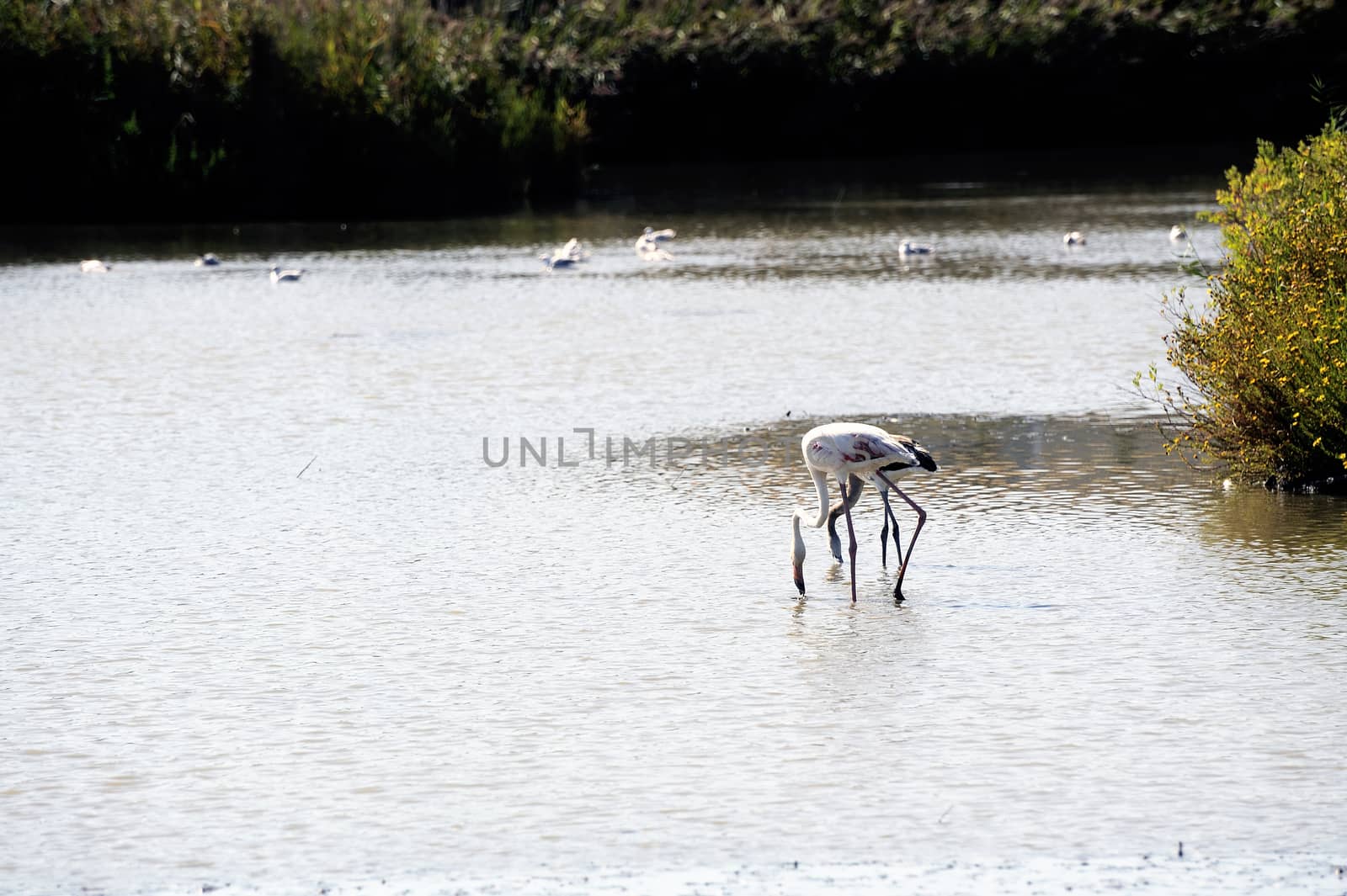 Flamingos in Camargue by gillespaire