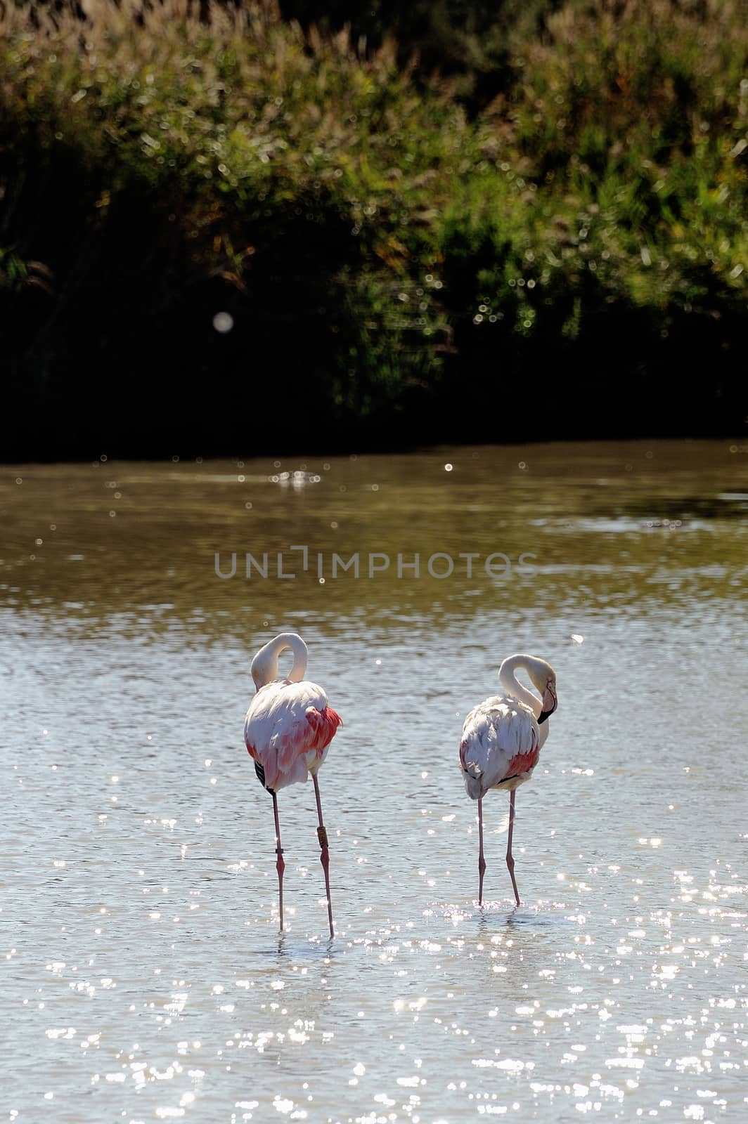 Flamingos in Camargue by gillespaire