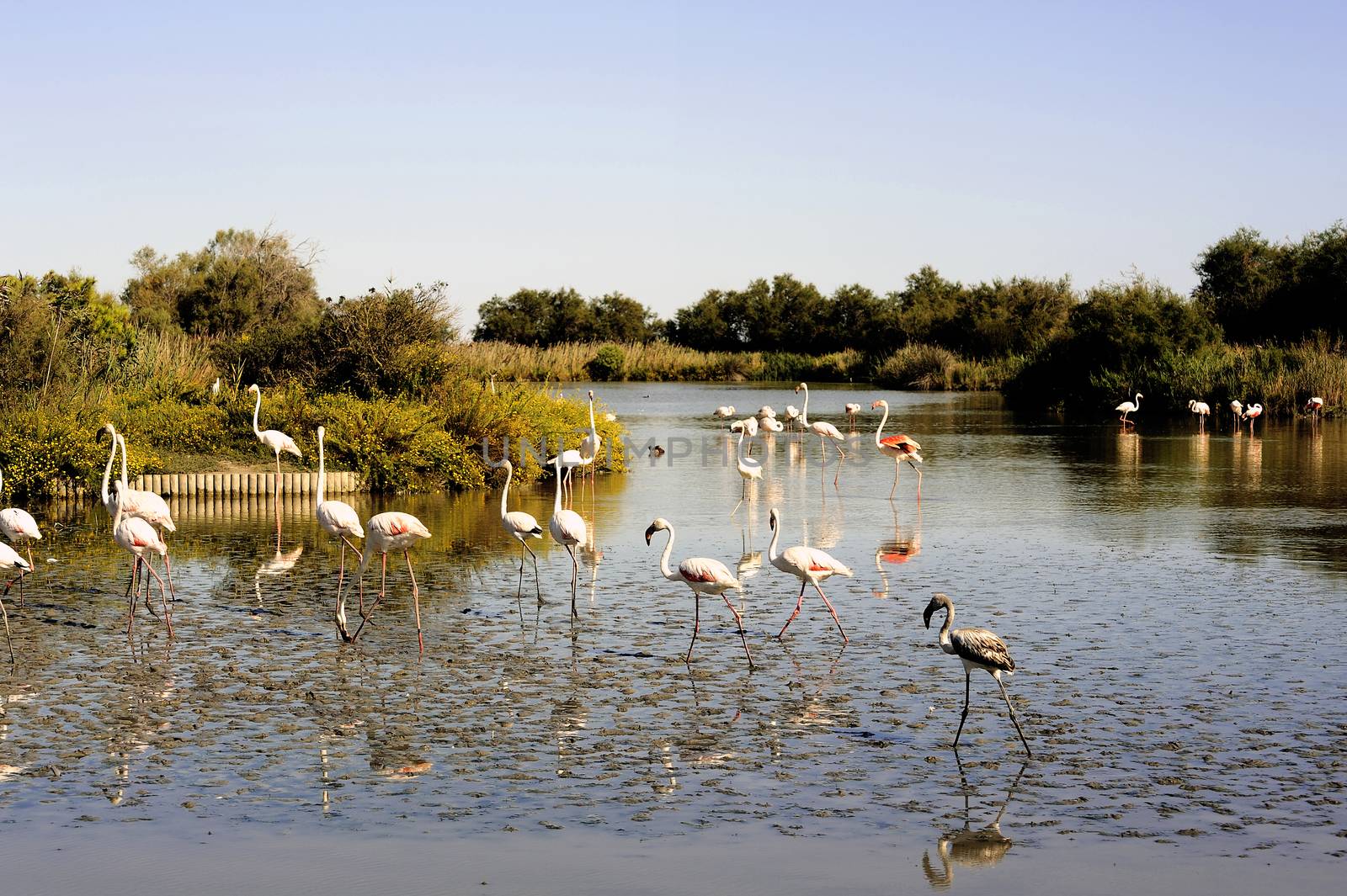 Flamingos in Camargue by gillespaire
