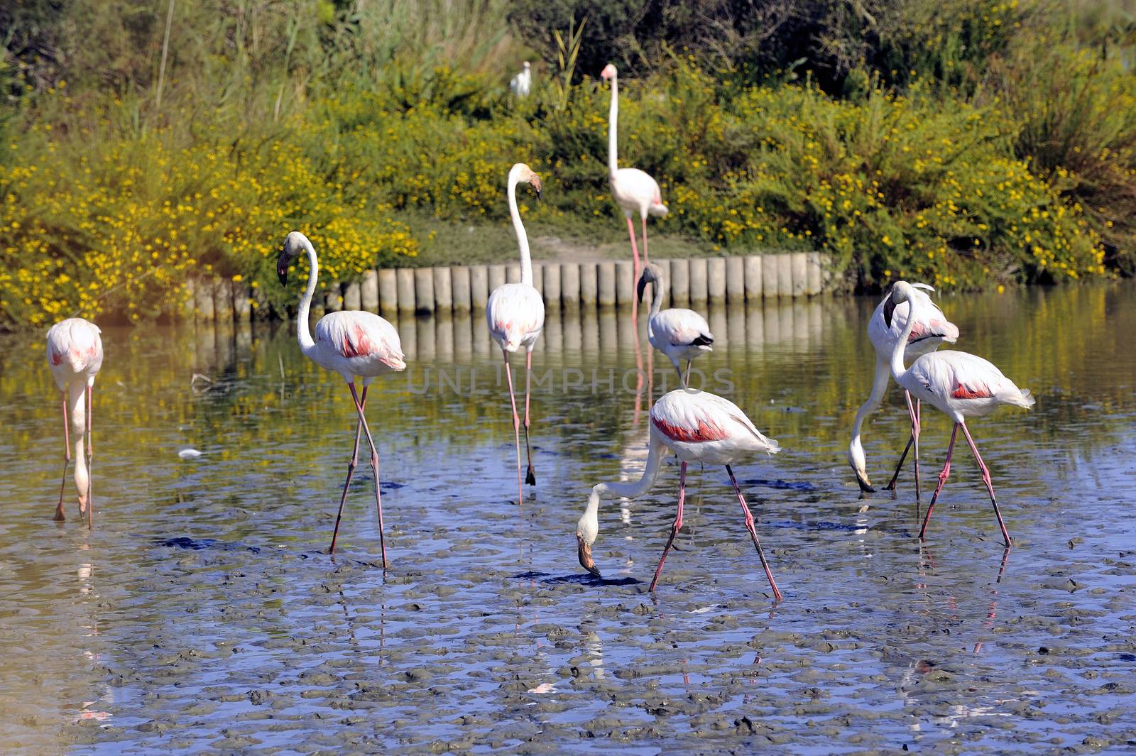 Flamingos in Camargue in the vicinity of Saintes-Maries-de-la-Mer in Languedoc-Roussillon.