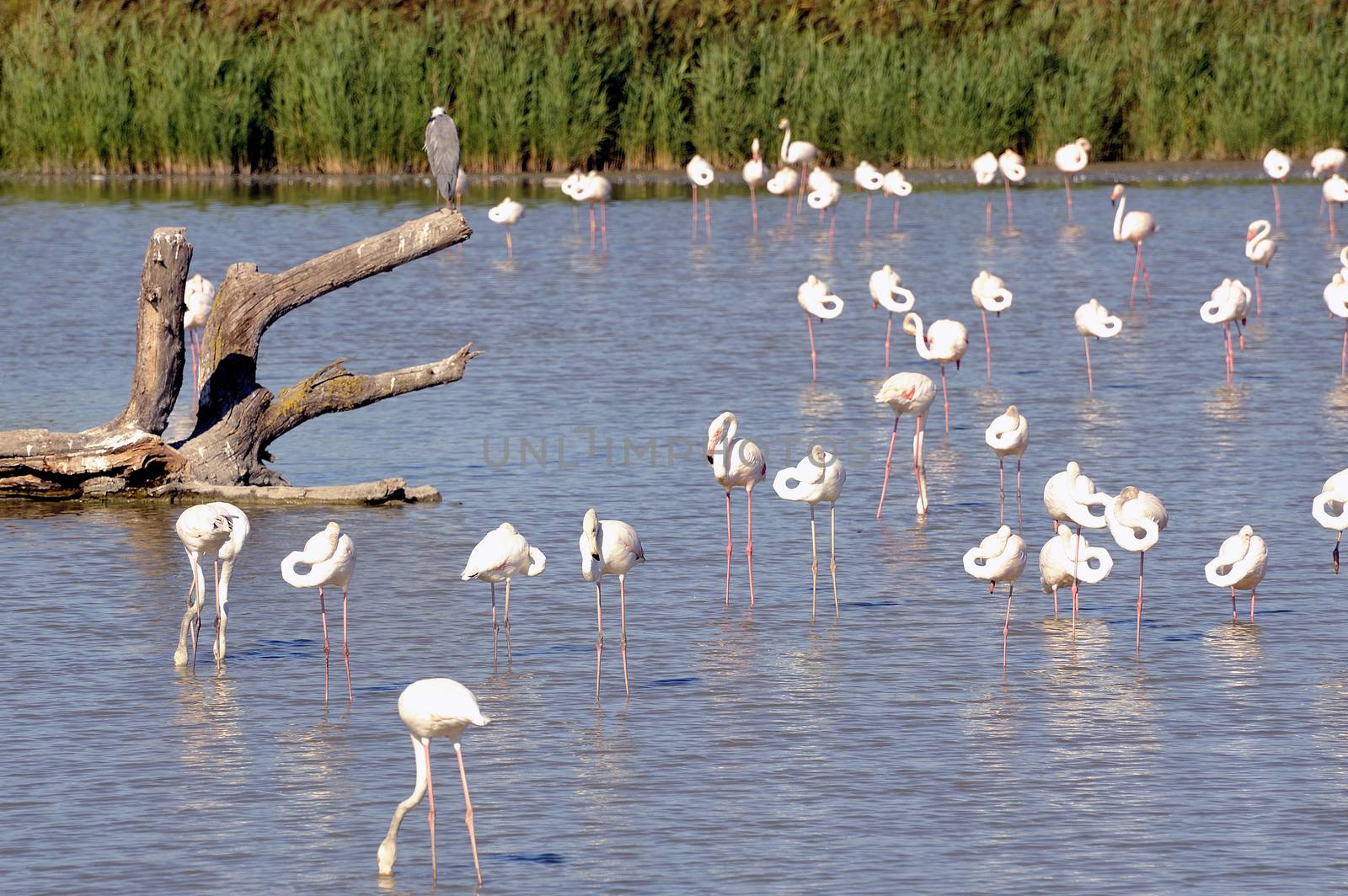 Flamingos in Camargue in the vicinity of Saintes-Maries-de-la-Mer in Languedoc-Roussillon.