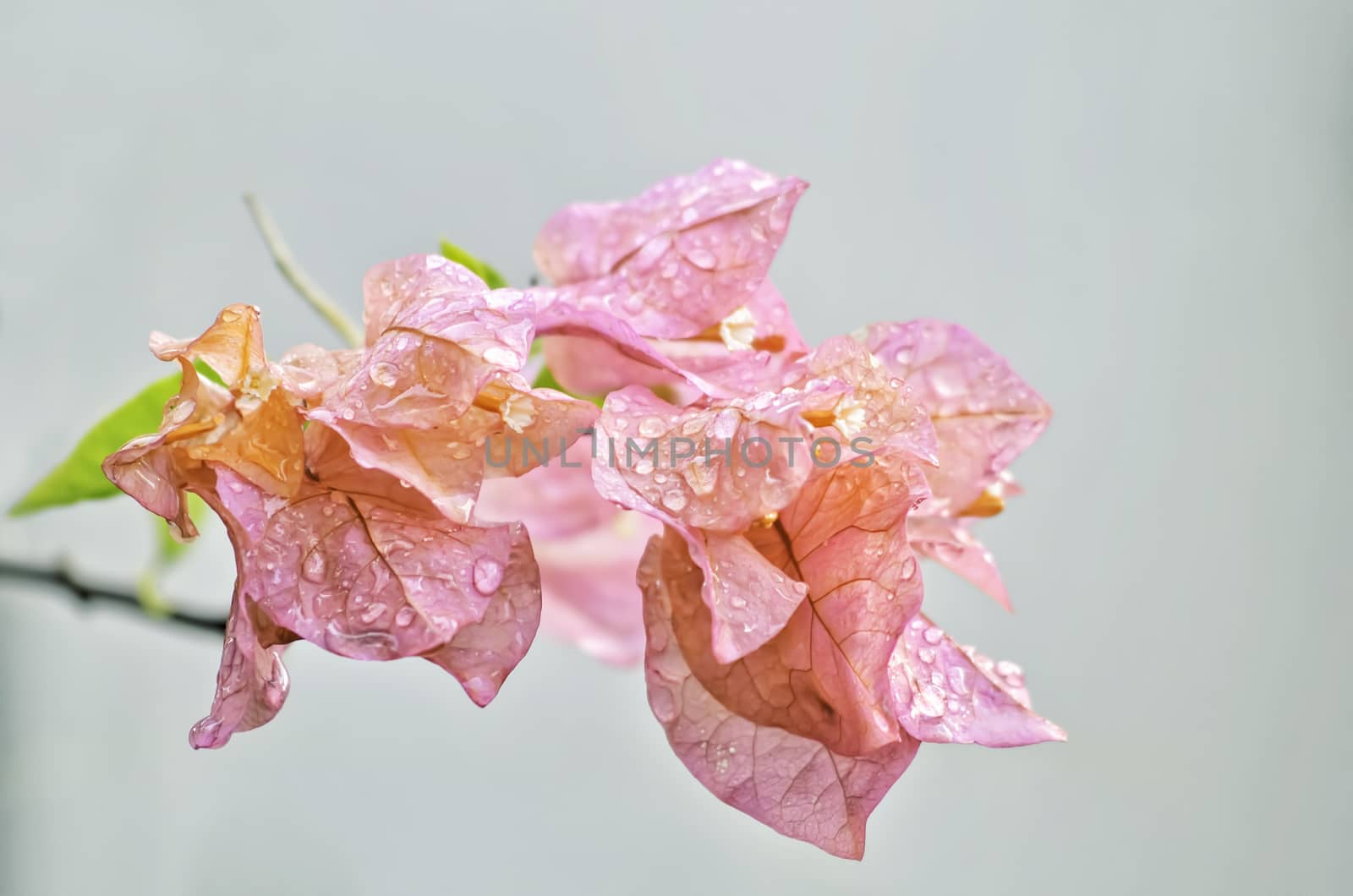 Dew drops on closeup of pink bougainvillea.