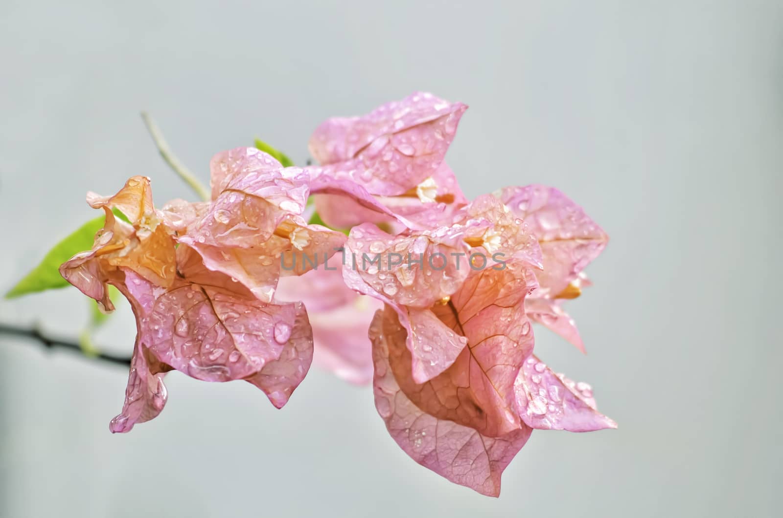 Pink Bougainvillea by tonyoquias