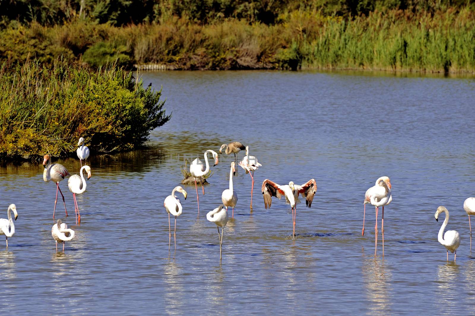 Flamingos in Camargue by gillespaire