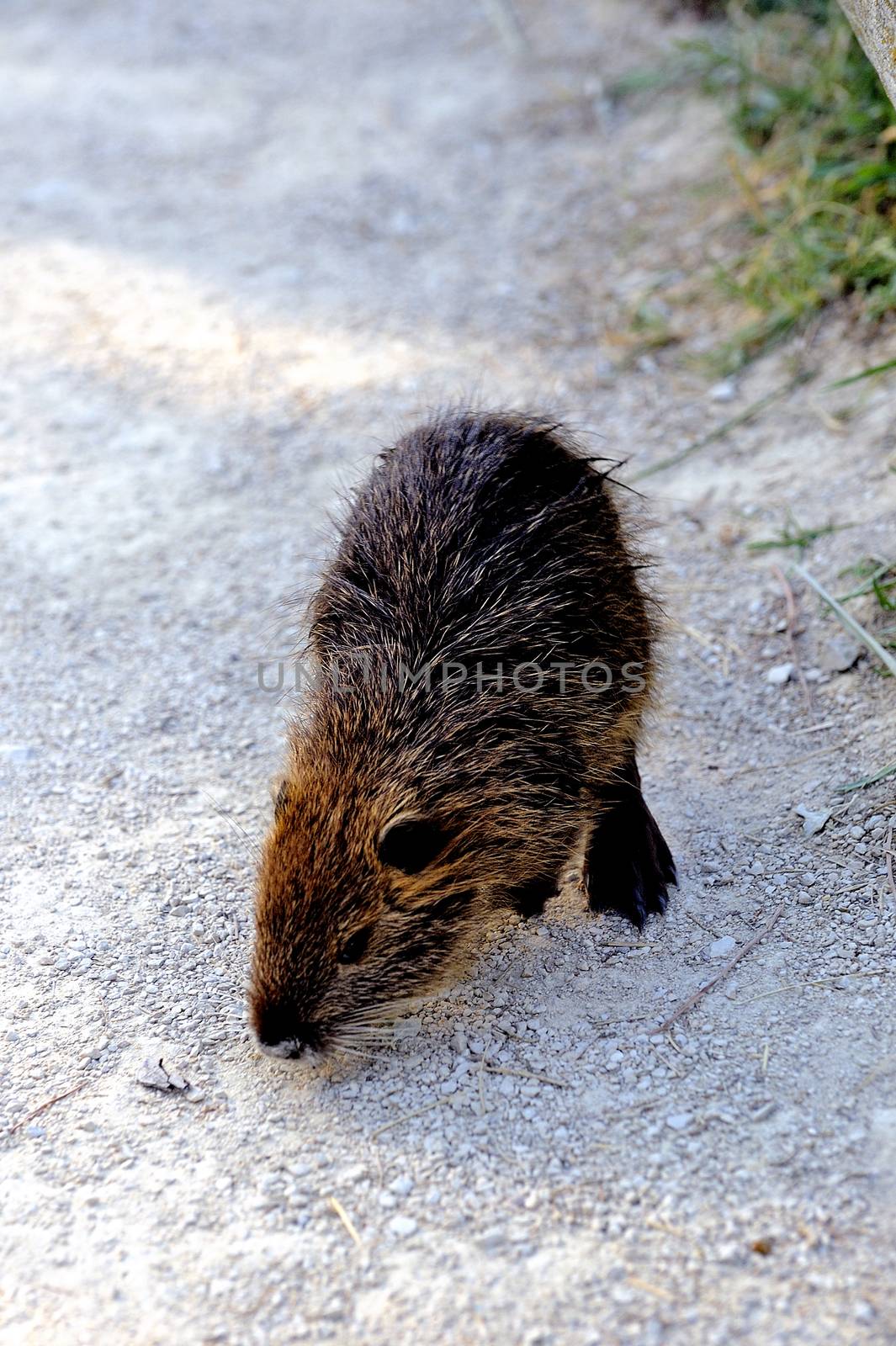 Coon enjoying the quiet of the night to look for food packages.