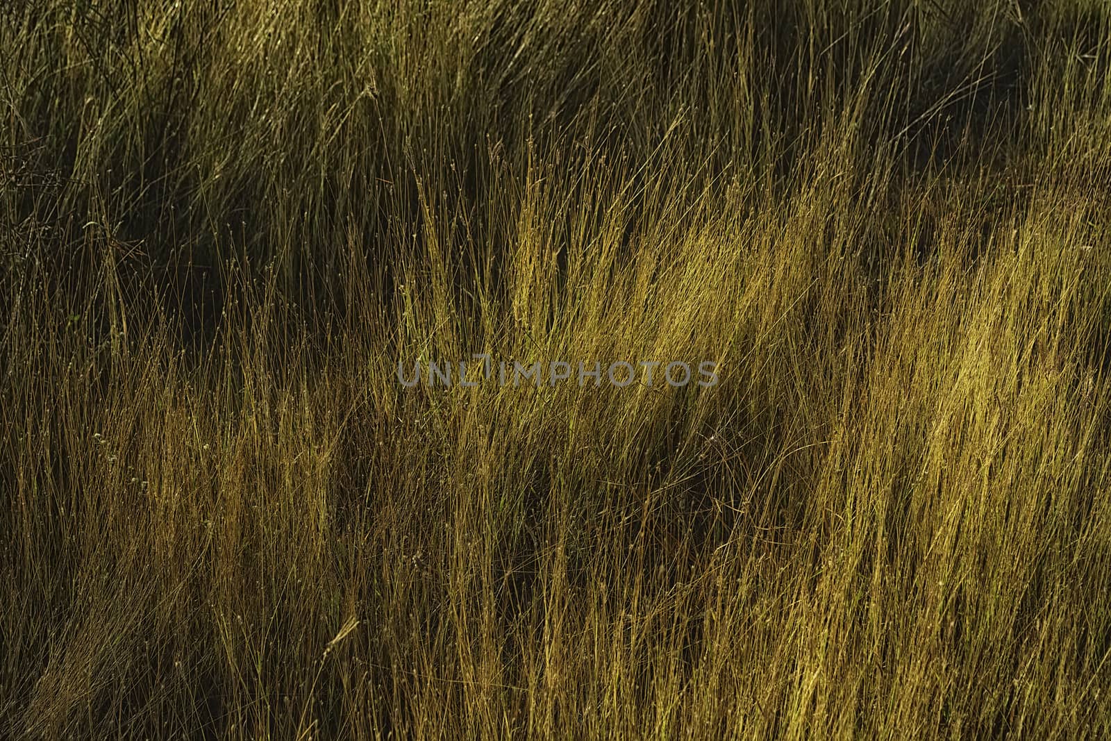 Sunrise Grass by tonyoquias